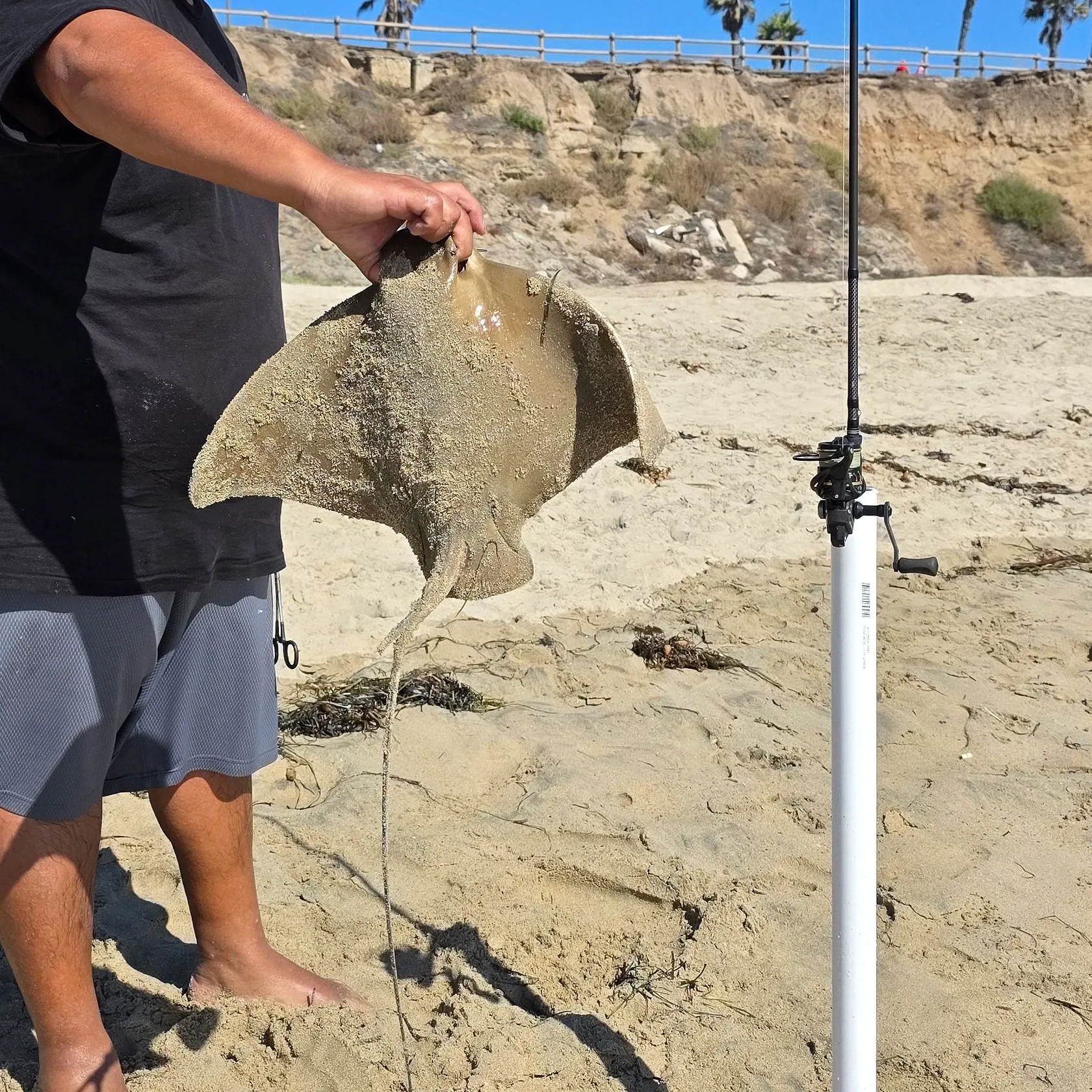 The most recent Bat eagle ray catches on Fishbrain