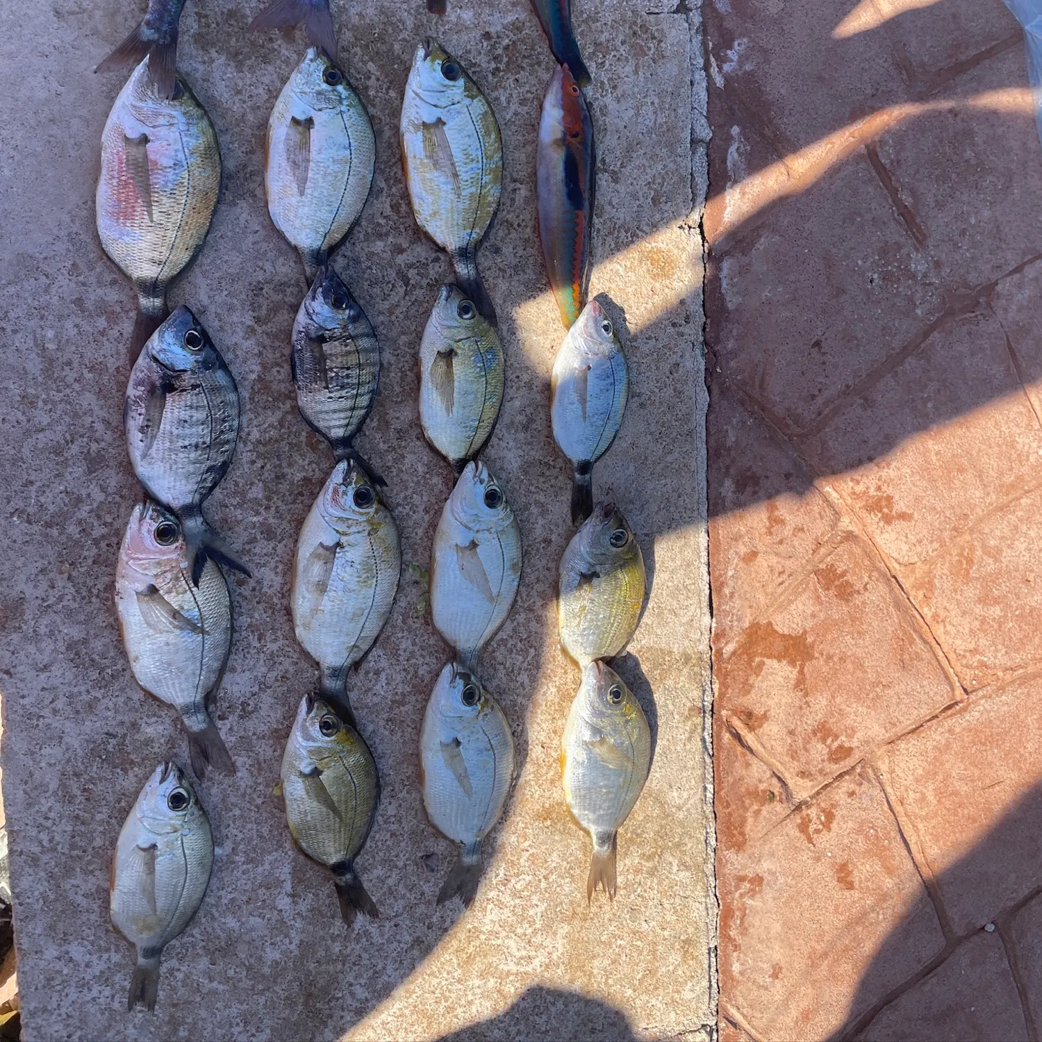 The most recent Cape white seabream catches on Fishbrain
