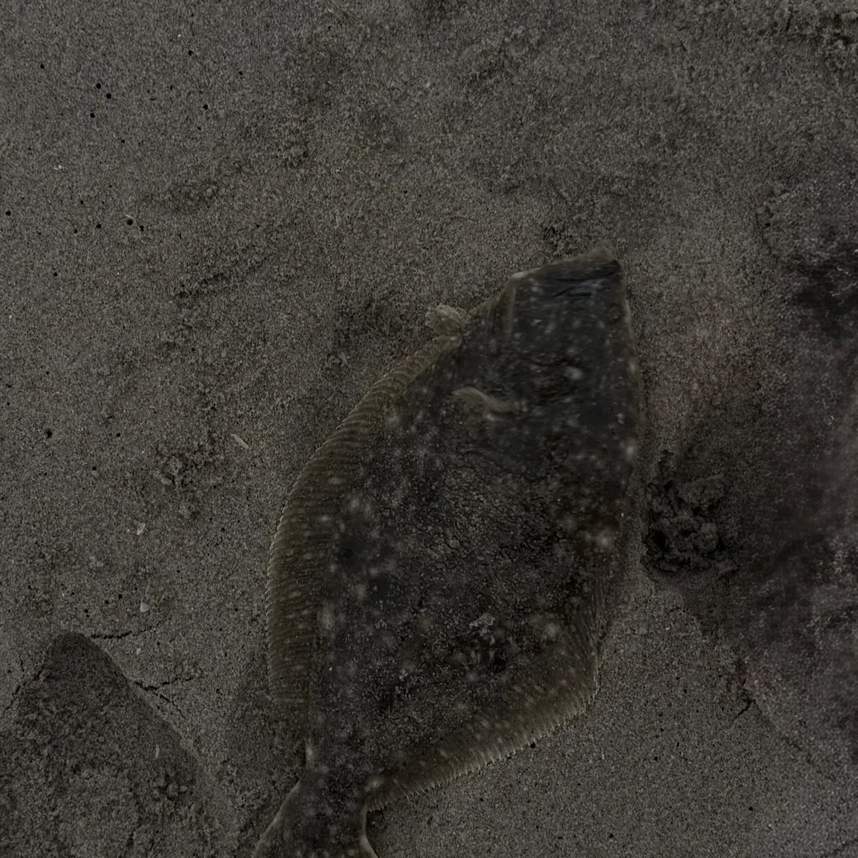 Summer flounder caught on Fishbrain