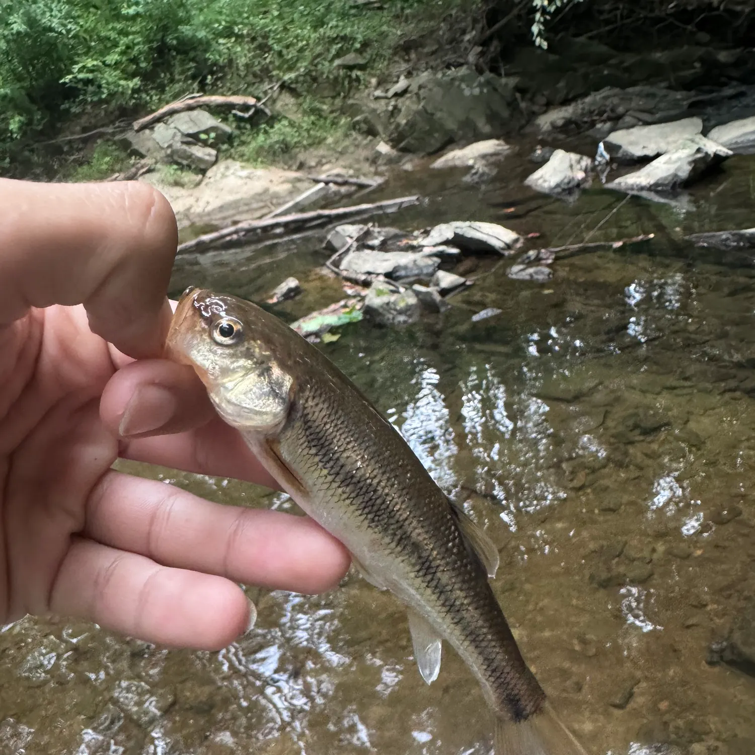 Creek chub caught on Fishbrain