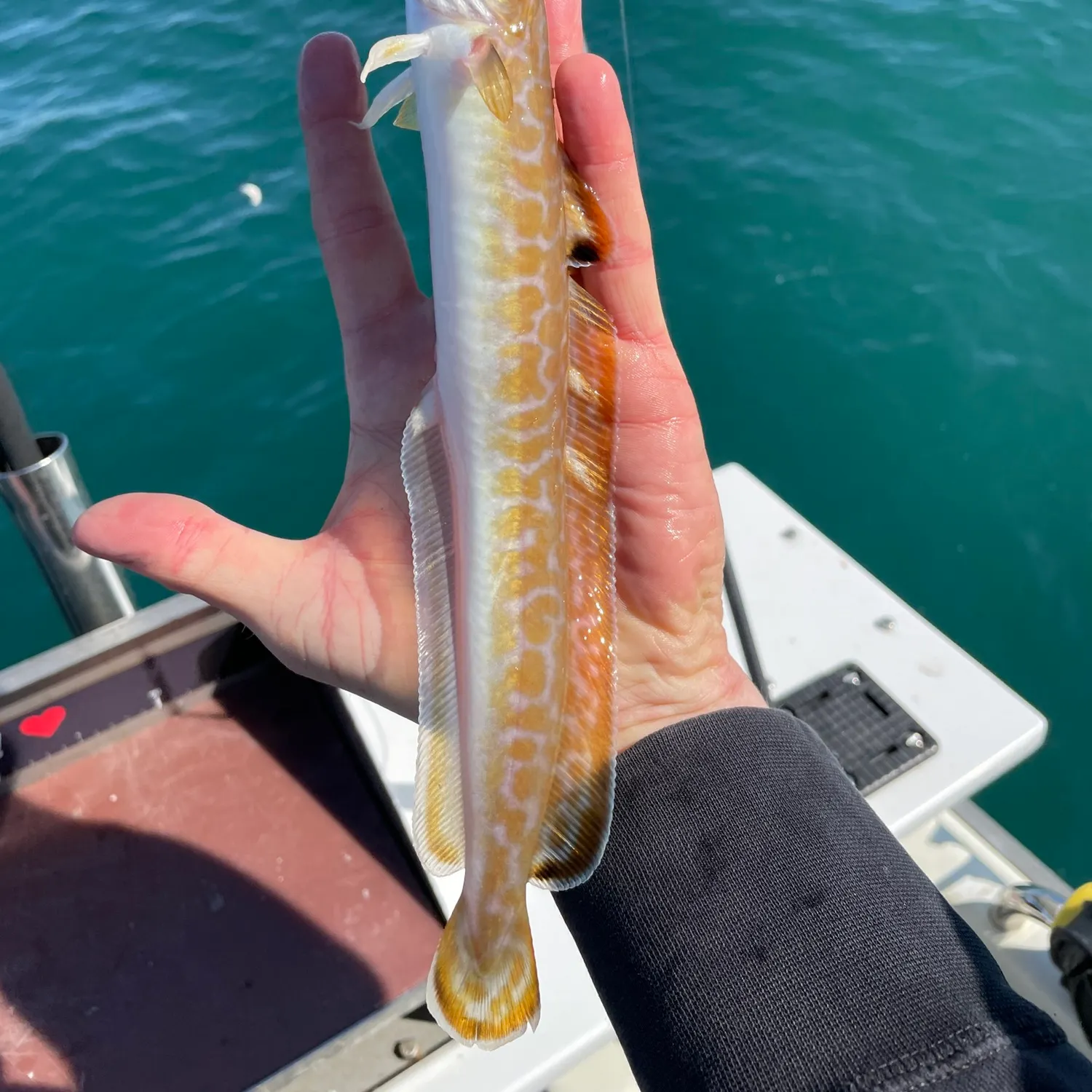The most popular recent Common ling catch on Fishbrain