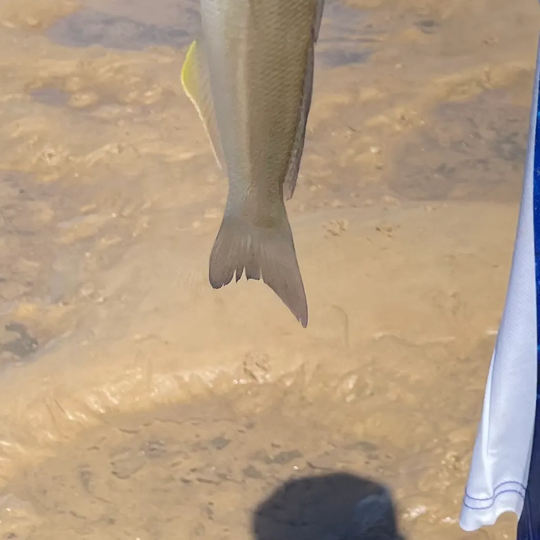 The most recent Sand sillago catches on Fishbrain