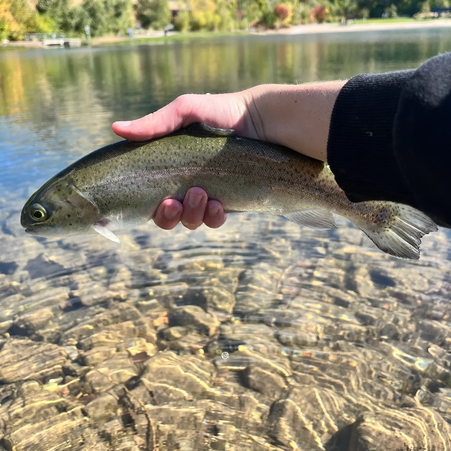 Rainbow trout caught on Fishbrain