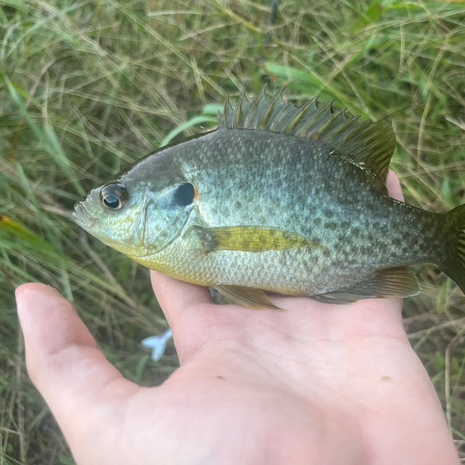 Redear sunfish caught on Fishbrain