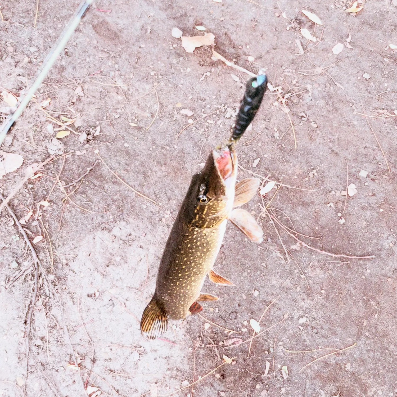 Northern pike caught on Fishbrain