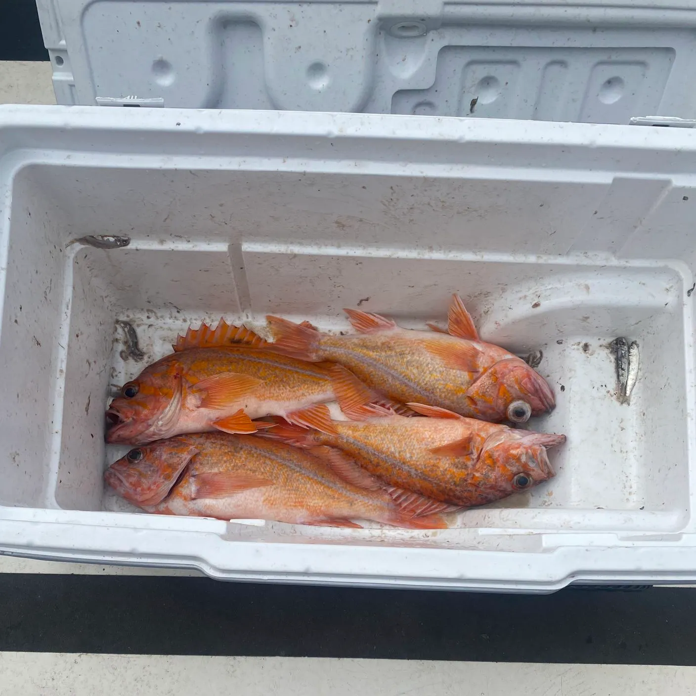 The most recent Canary rockfish catches on Fishbrain