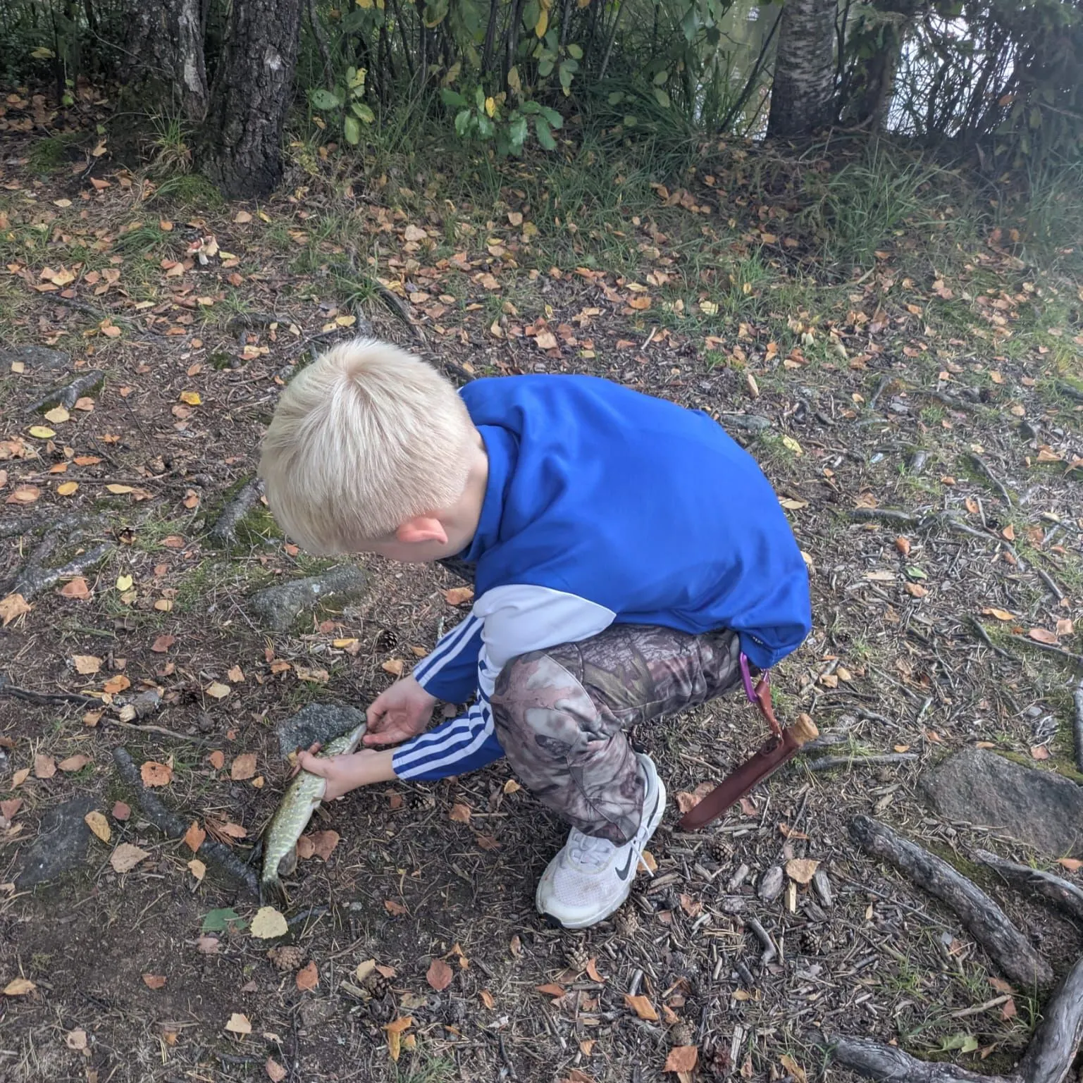 Northern pike caught on Fishbrain