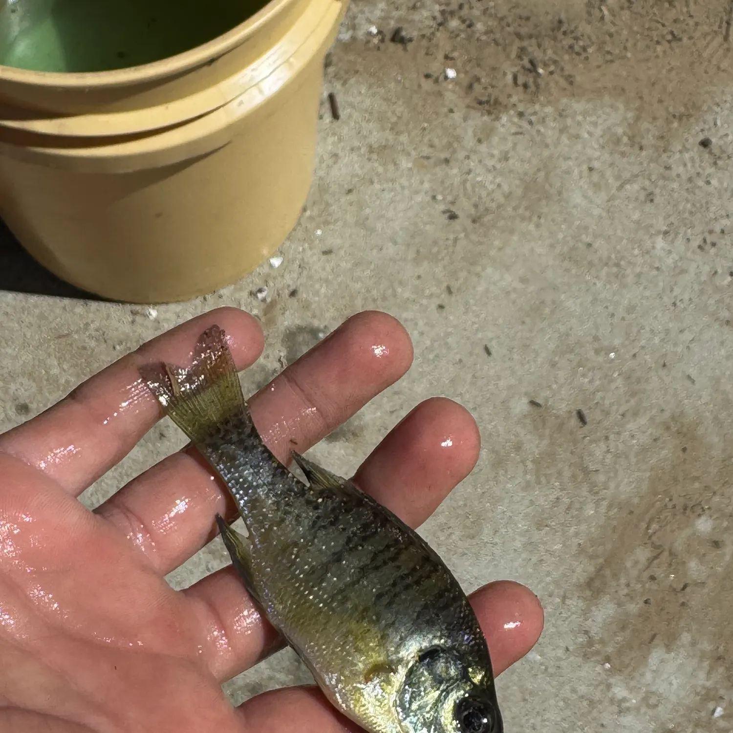 Bluegill caught on Fishbrain