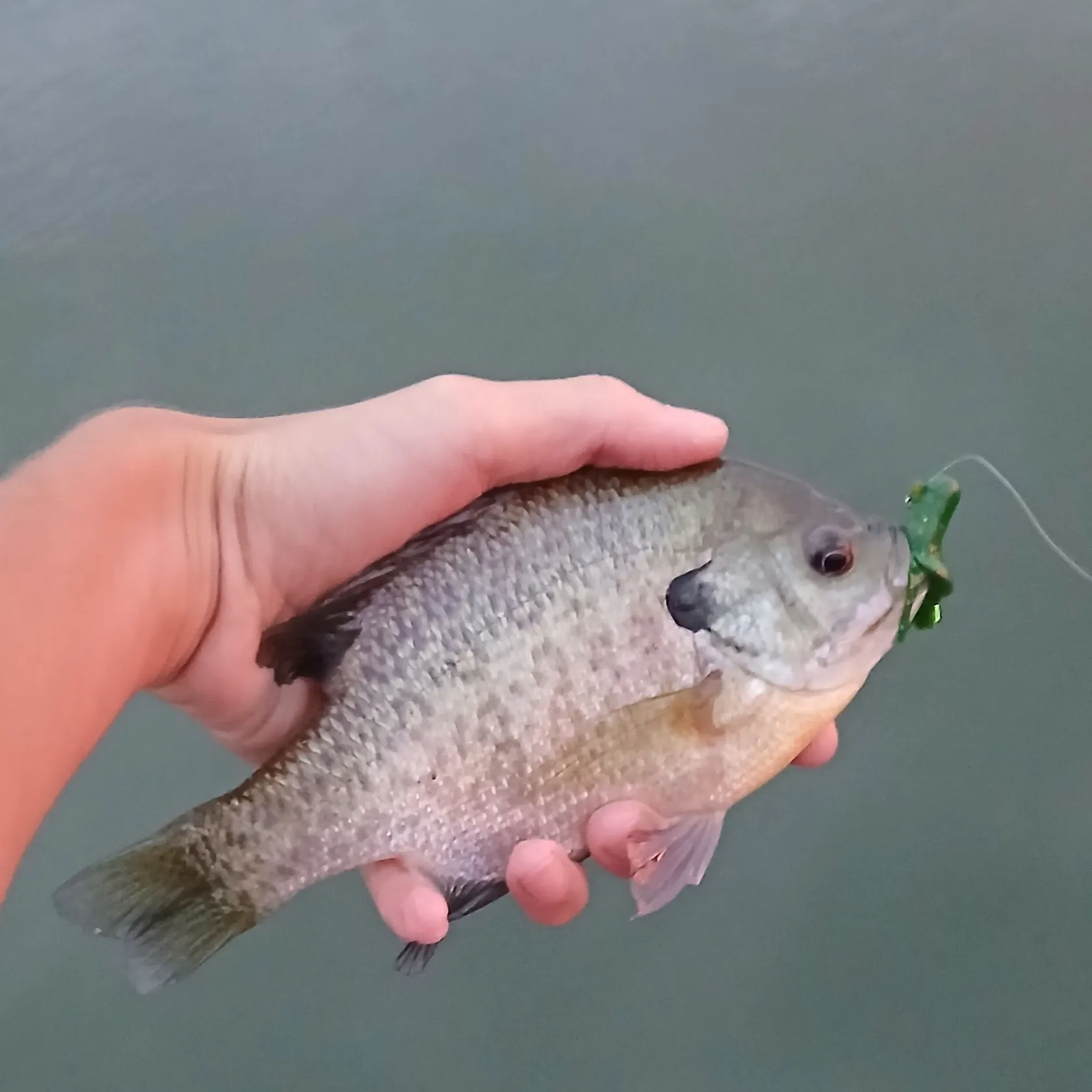 Bluegill caught on Fishbrain