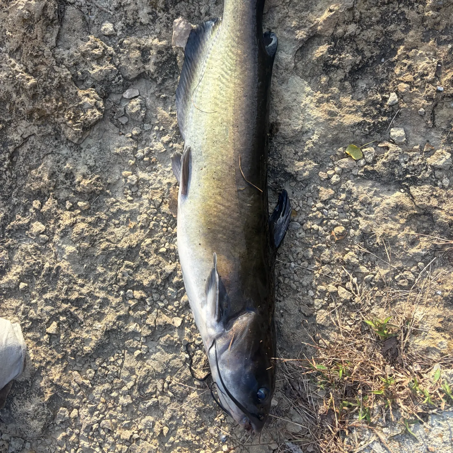 Channel catfish caught on Fishbrain