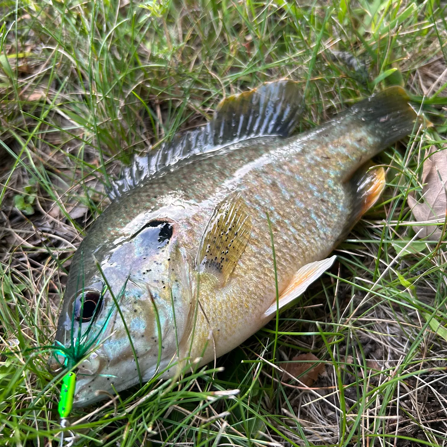 Green sunfish caught on Fishbrain