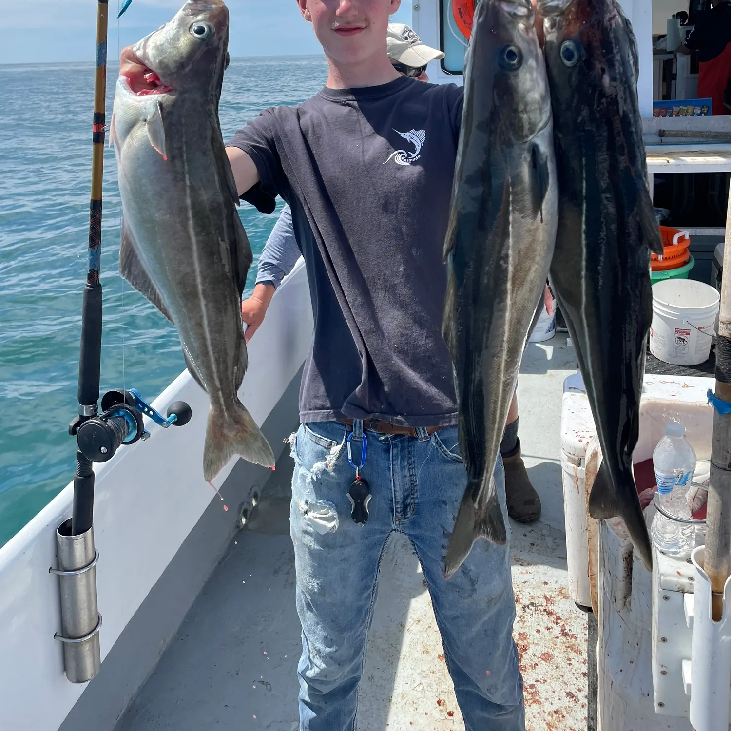 The most recent Atlantic pollock catches on Fishbrain