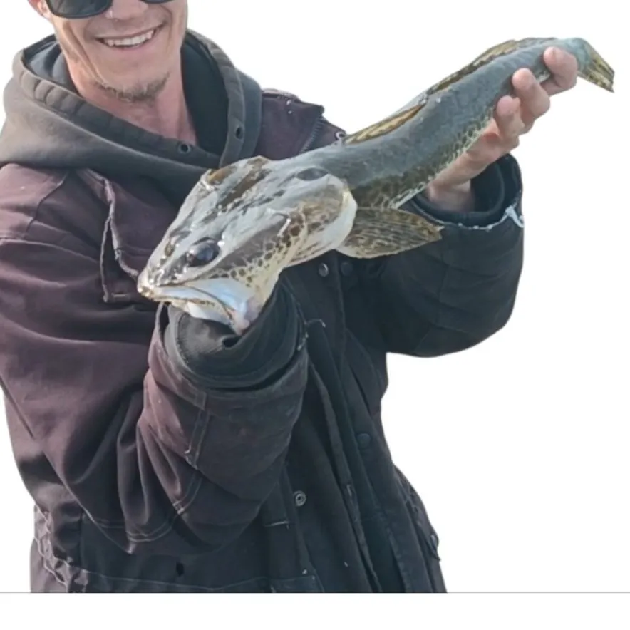 The most recent Rock flathead catches on Fishbrain