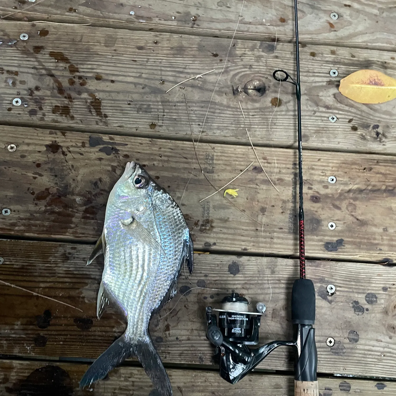 Yellowfin mojarra caught on Fishbrain