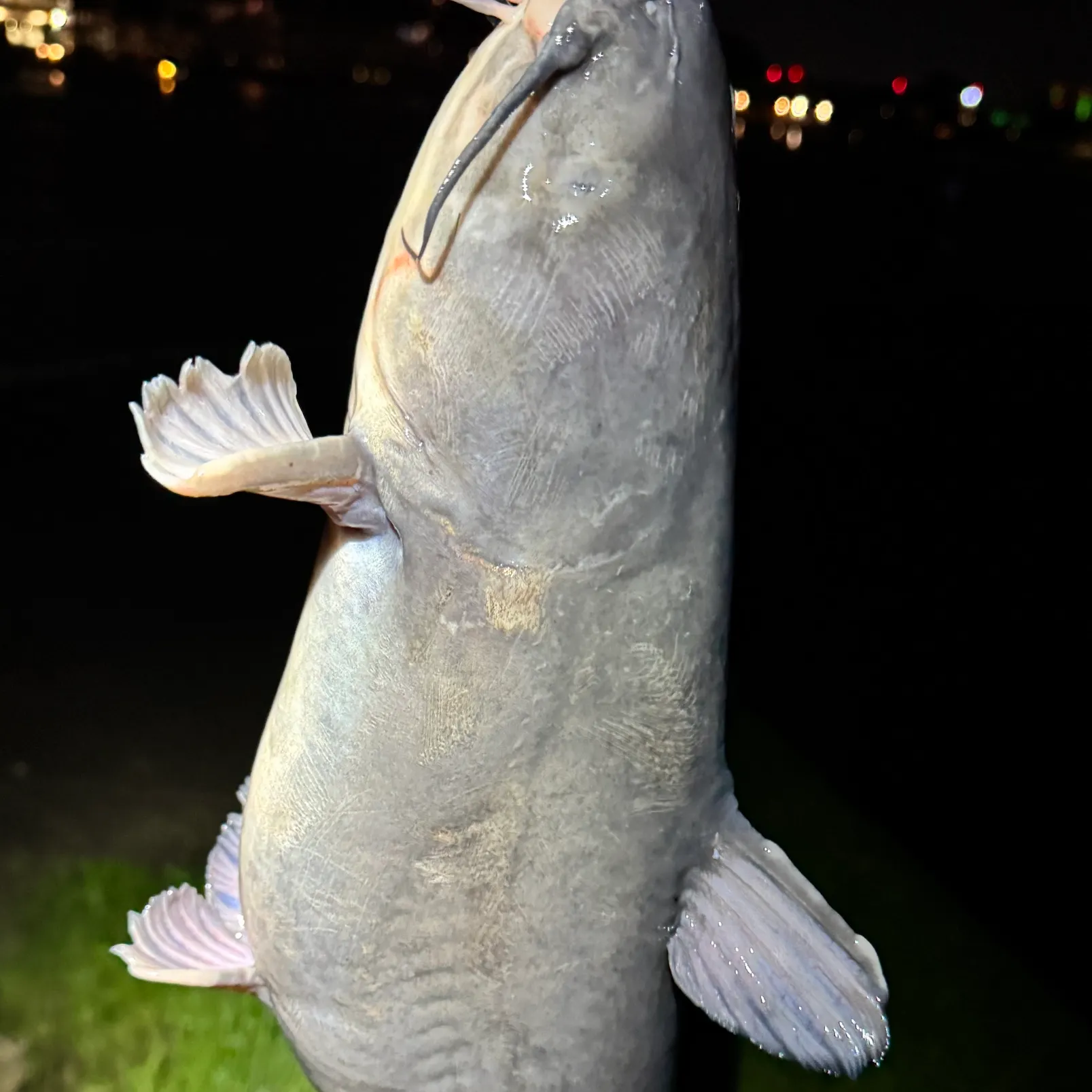 The most recent Blue catfish catches on Fishbrain