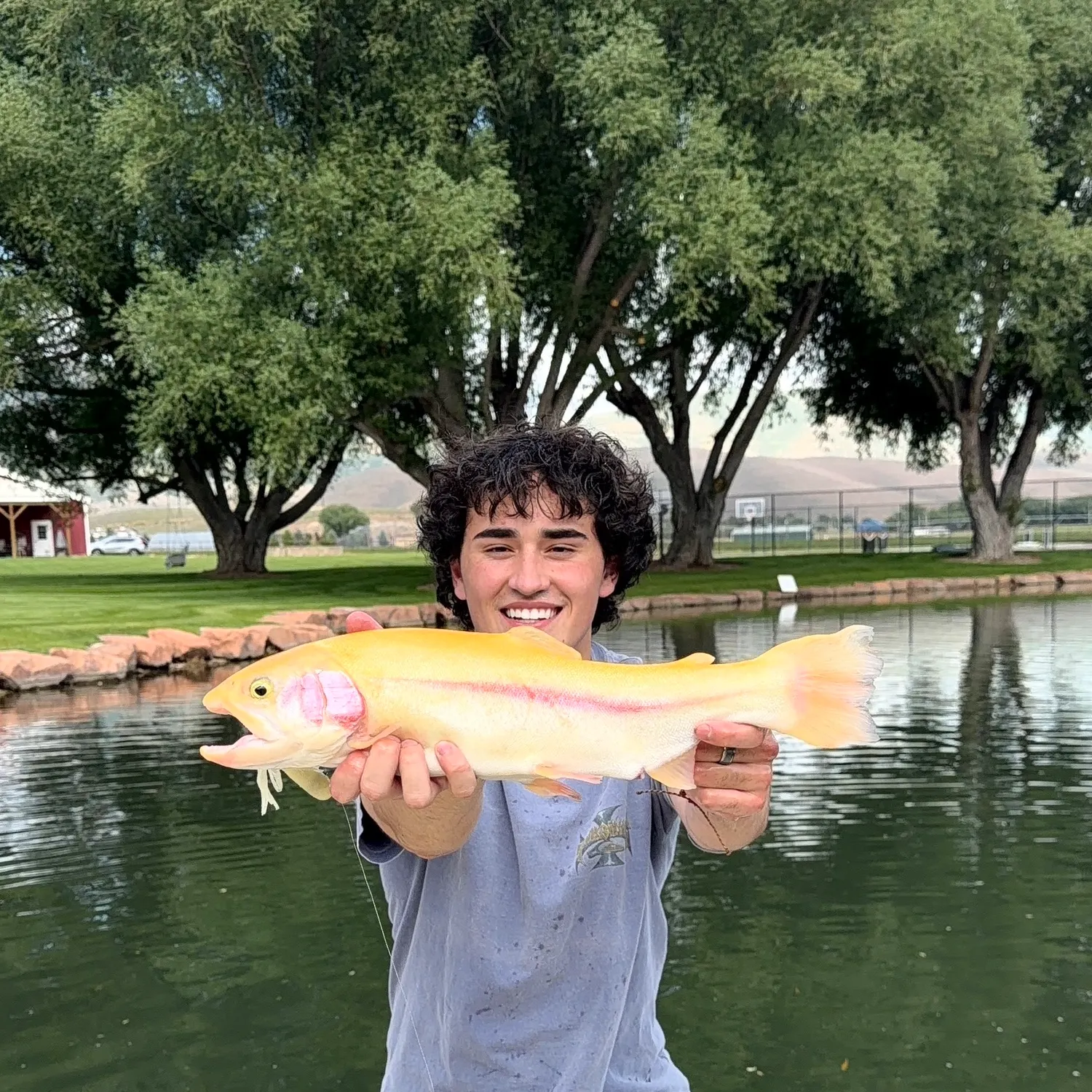 The most recent Golden rainbow trout catches on Fishbrain