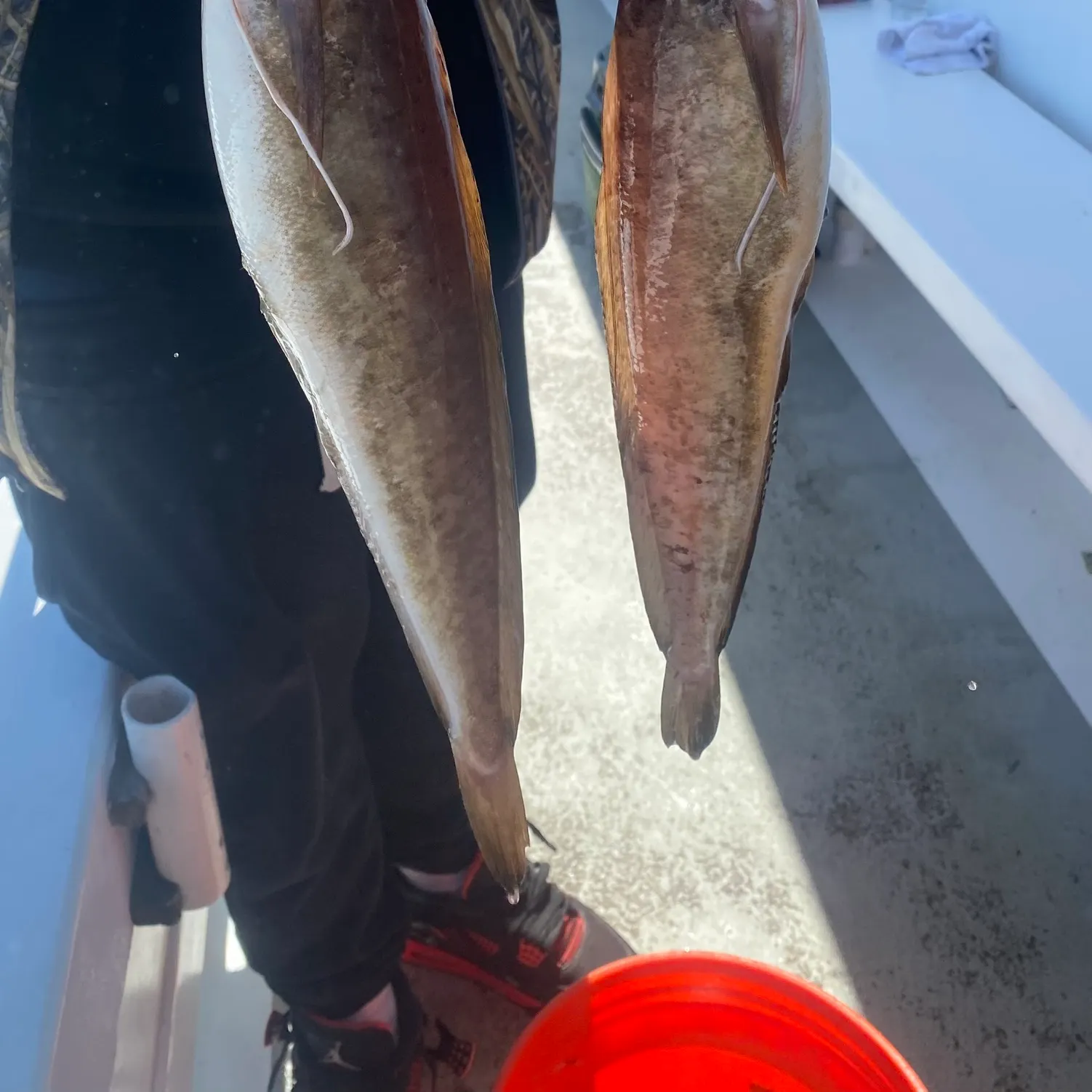 The most recent Red hake catches on Fishbrain