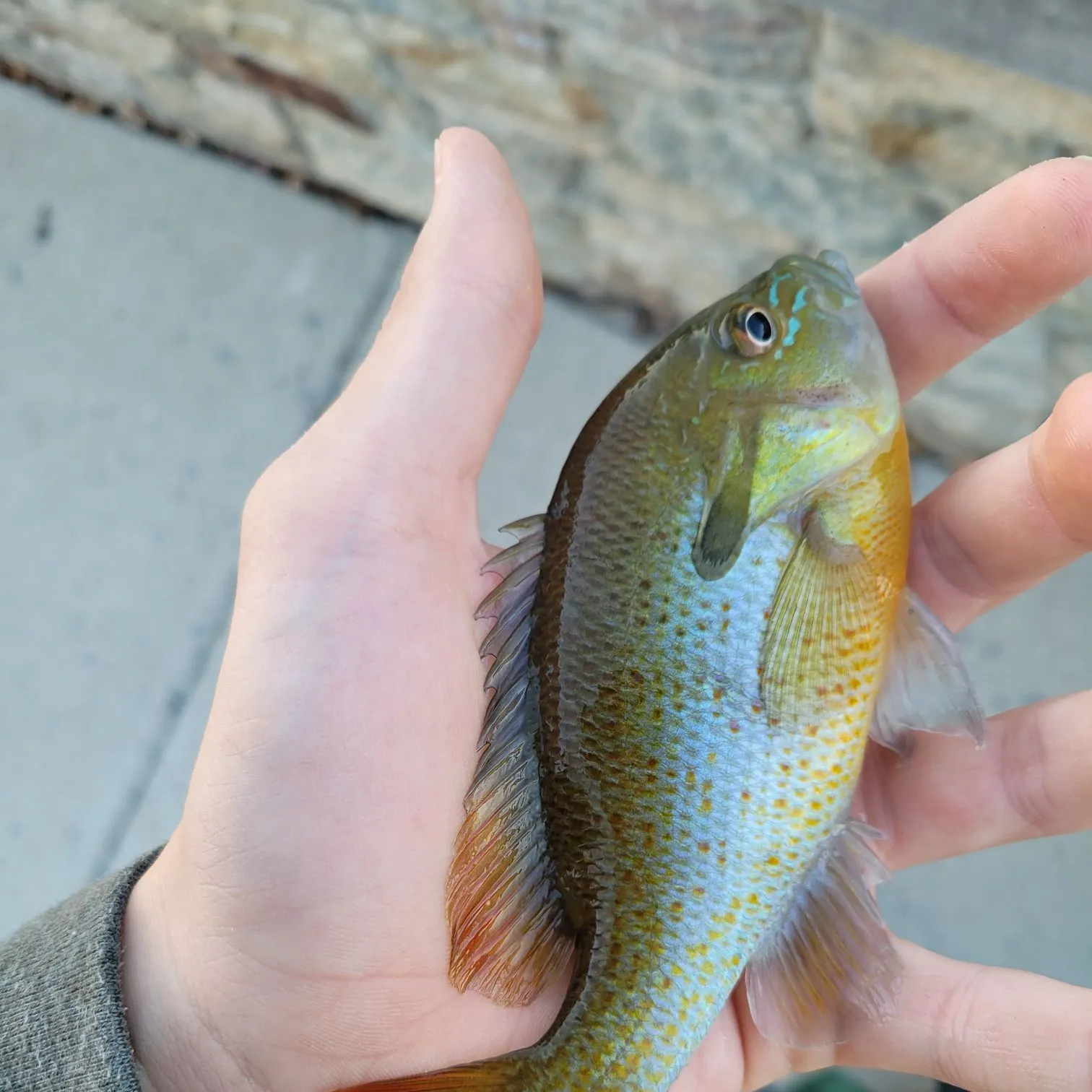 Redbreast sunfish caught on Fishbrain