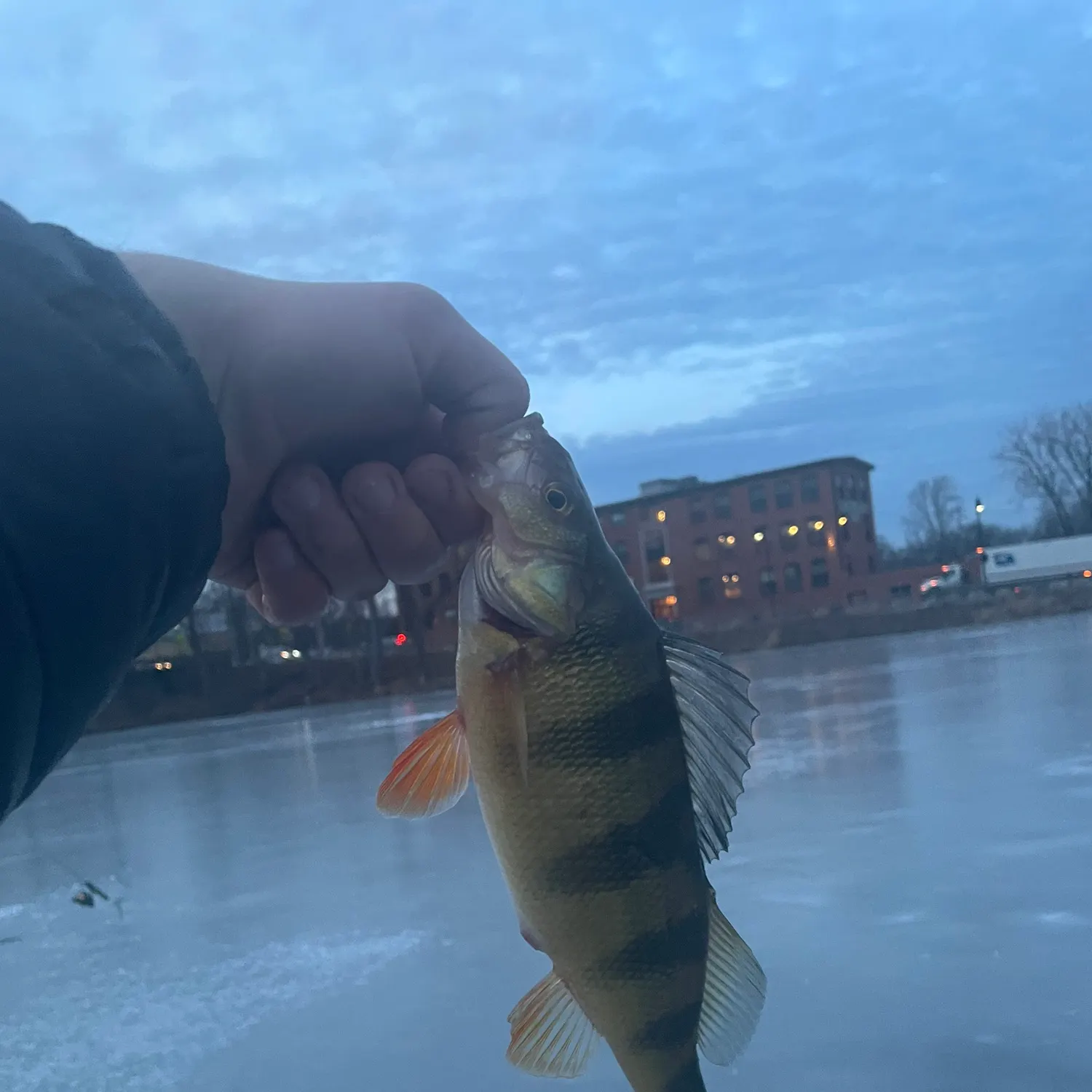 The most recent Yellow perch catches on Fishbrain