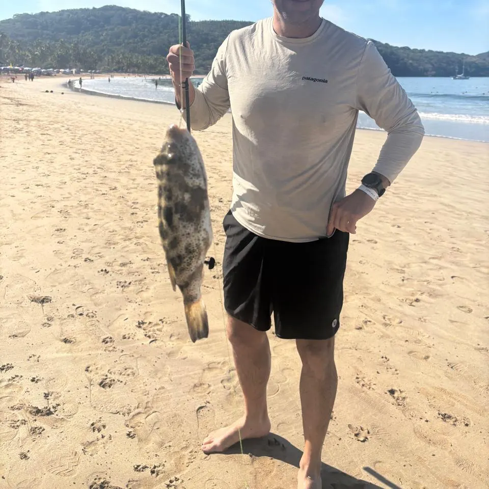 The most recent Smooth puffer catches on Fishbrain