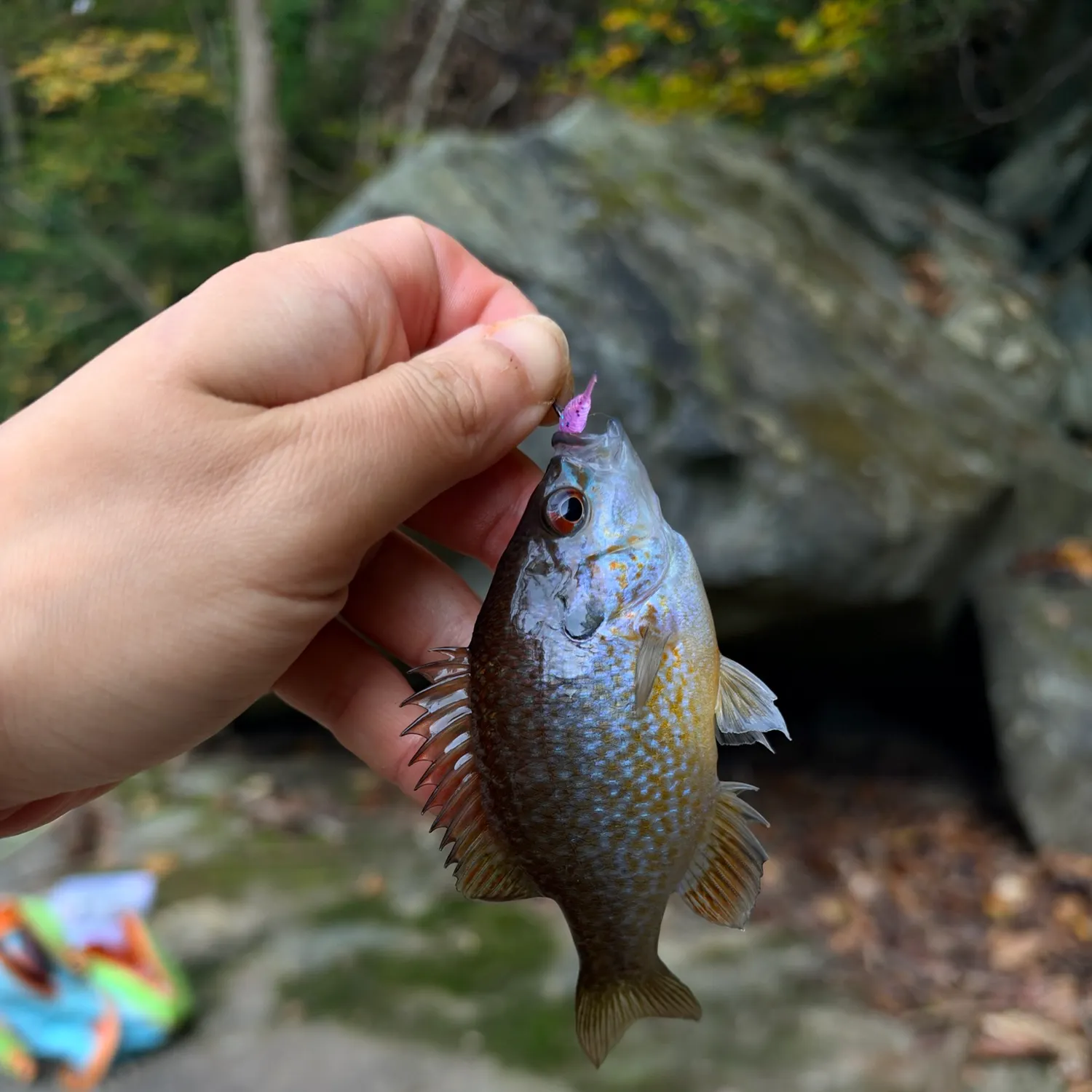 Longear sunfish caught on Fishbrain