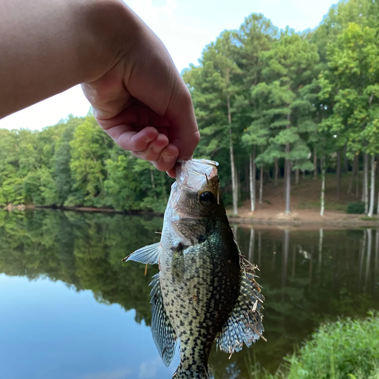 Black crappie caught on Fishbrain