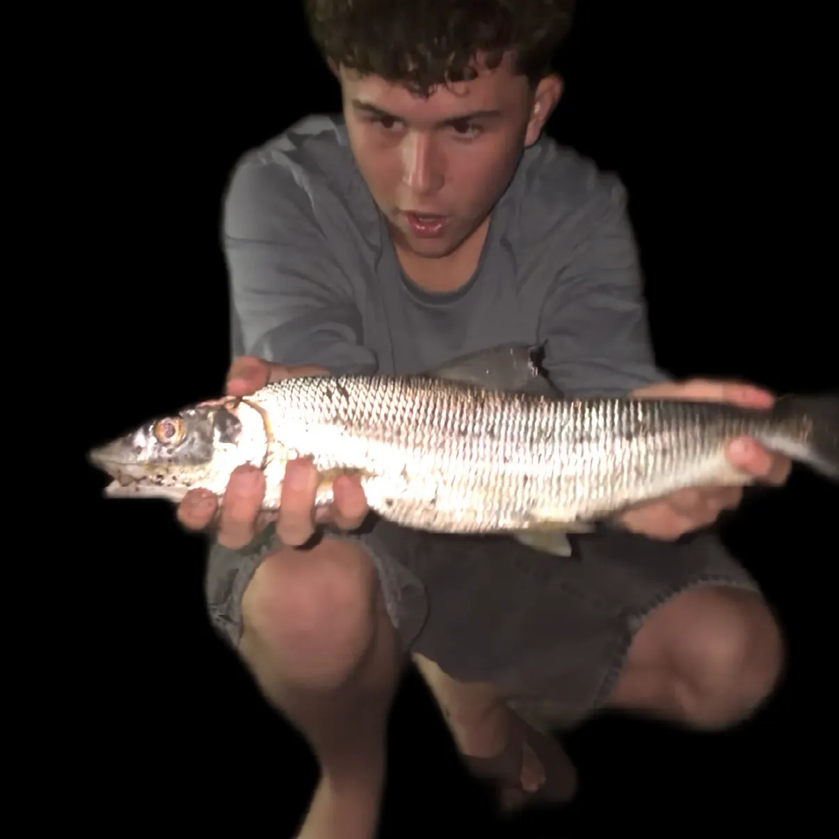 The most recent Cortez bonefish catches on Fishbrain