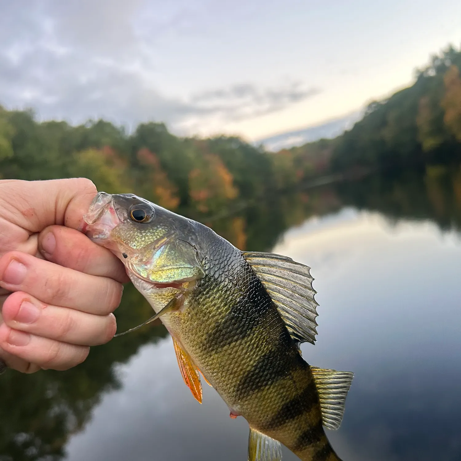 Yellow perch caught on Fishbrain