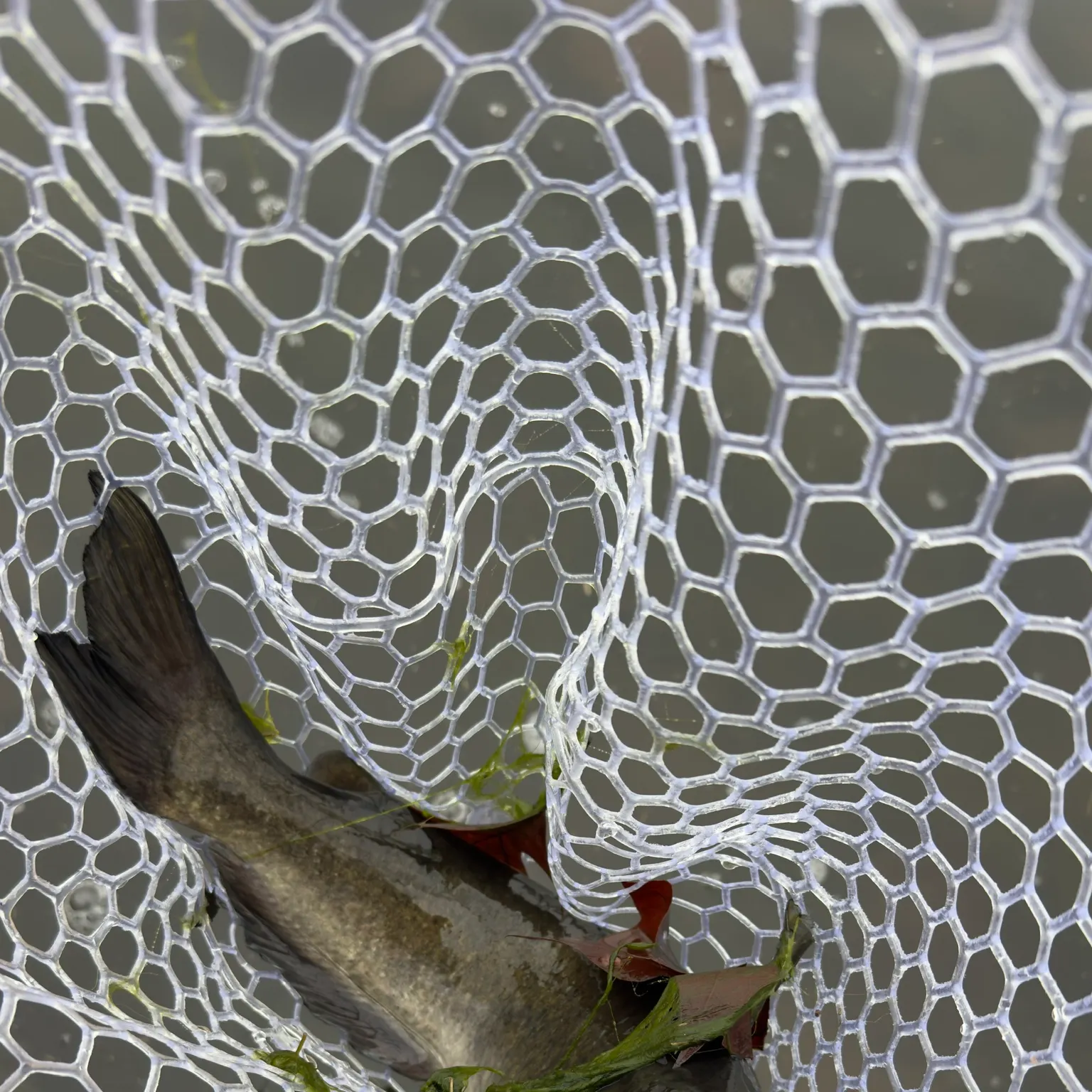 The most recent Channel catfish catches on Fishbrain