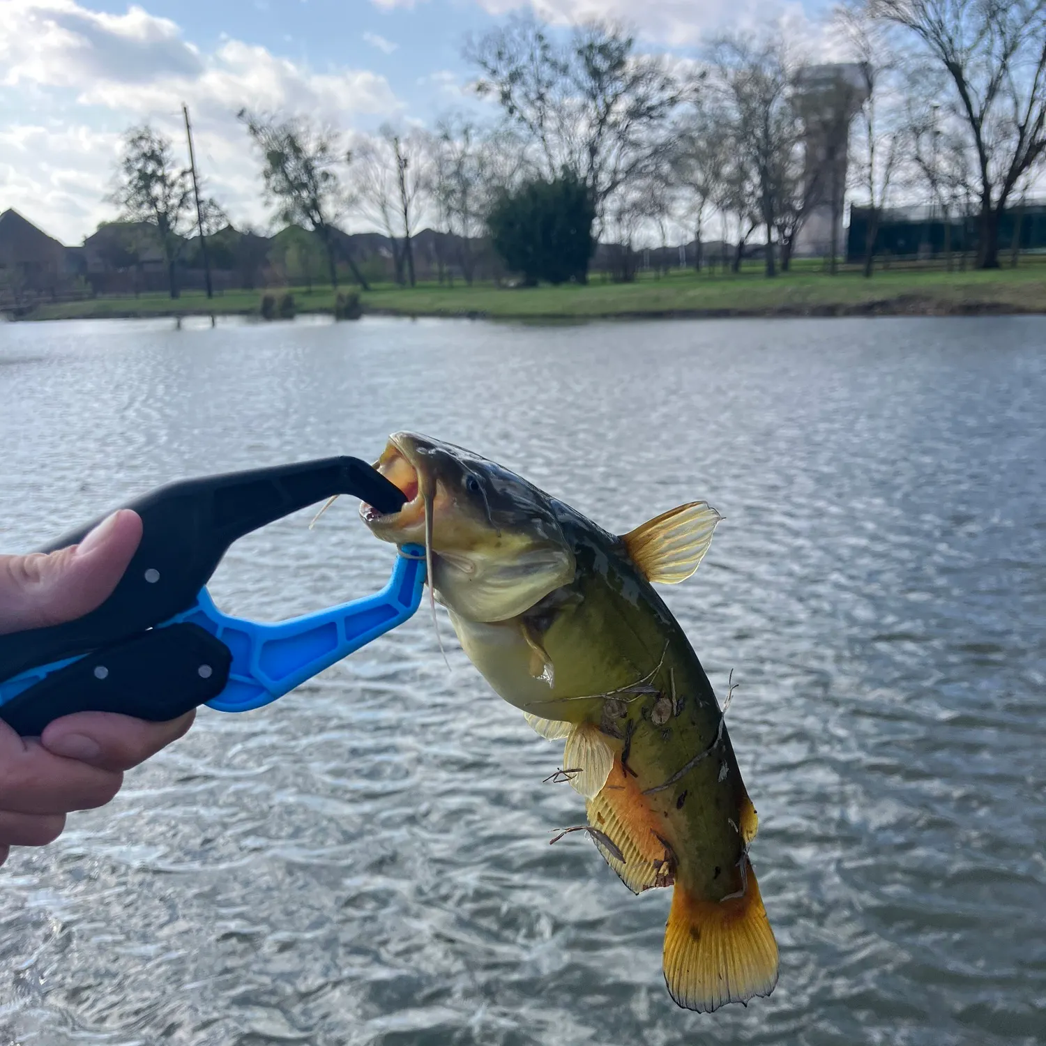 The most recent Black bullhead catches on Fishbrain