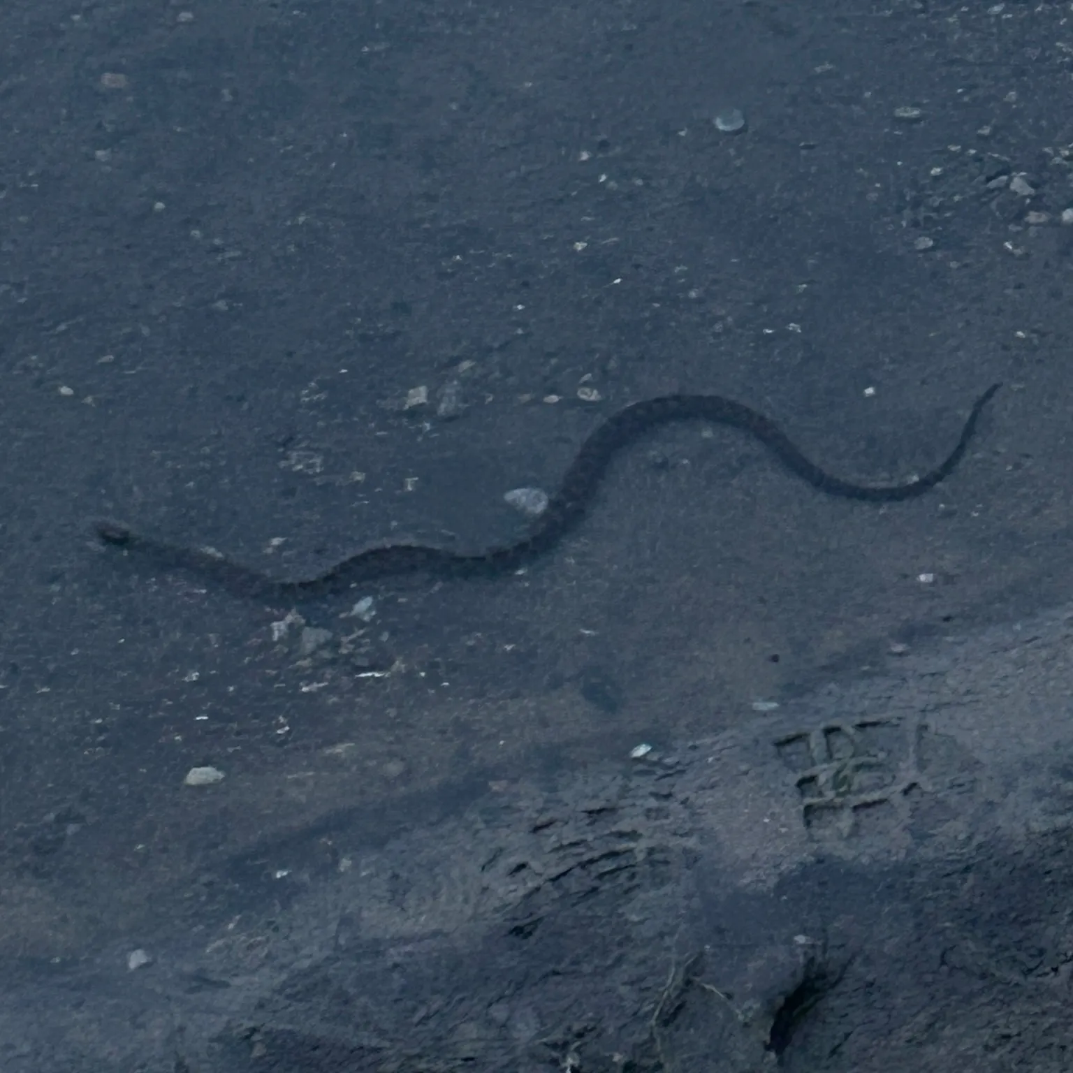 The most recent Harlequin snake eel catches on Fishbrain