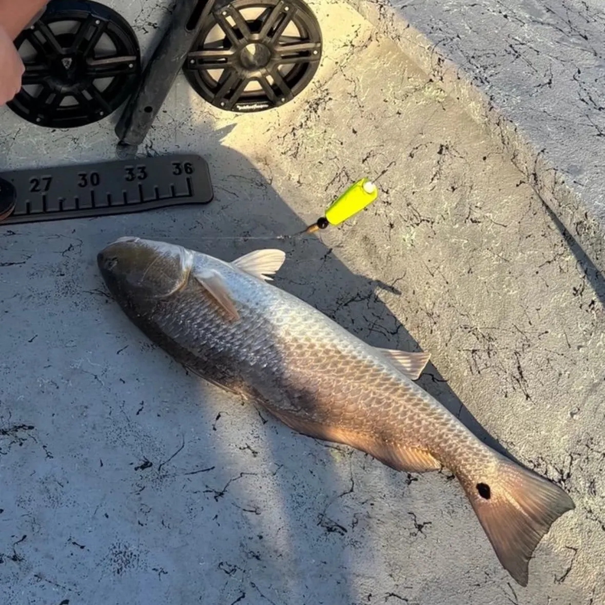 Red drum caught on Fishbrain