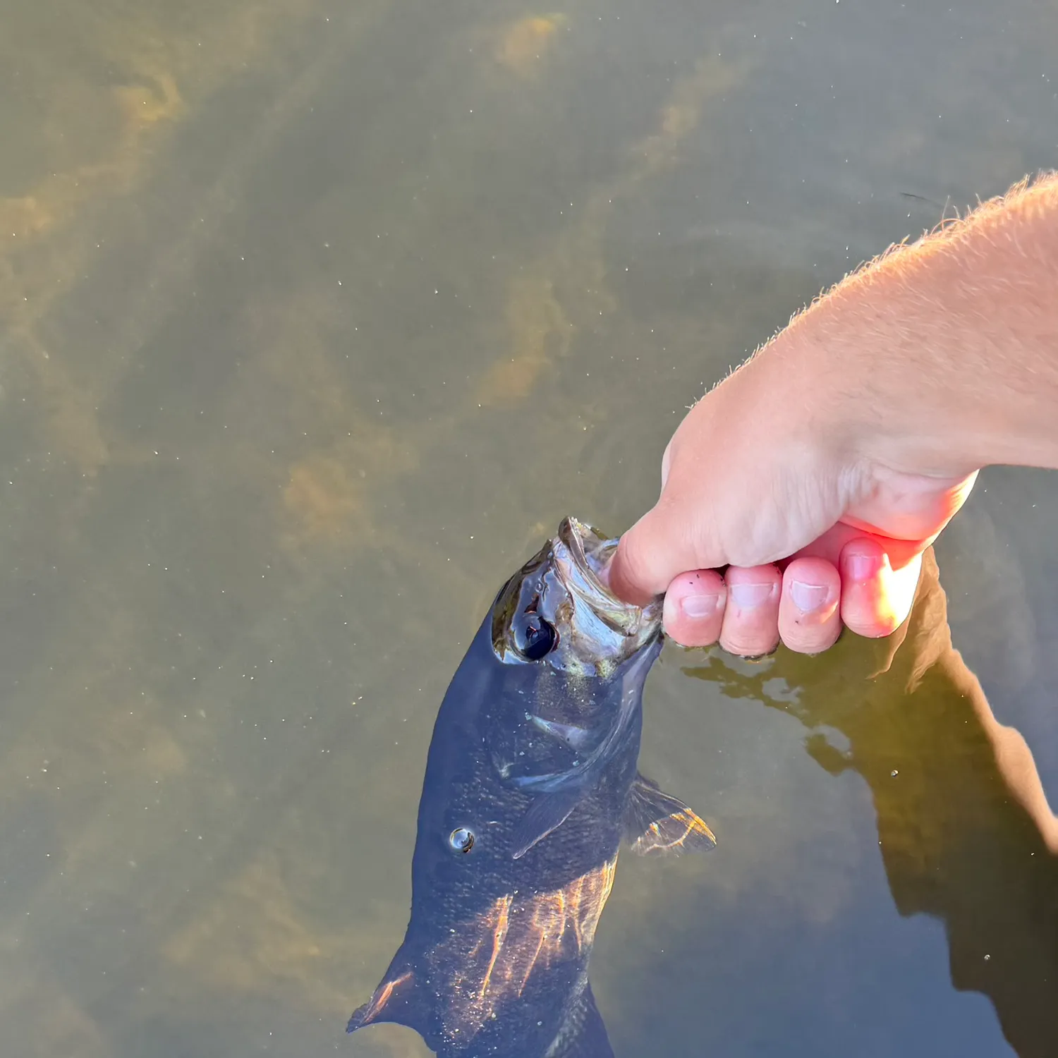 Smallmouth bass caught on Fishbrain