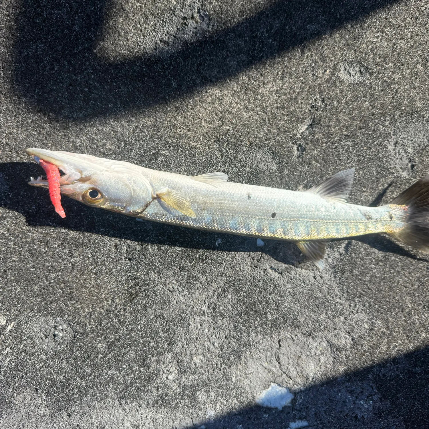 Great barracuda caught on Fishbrain