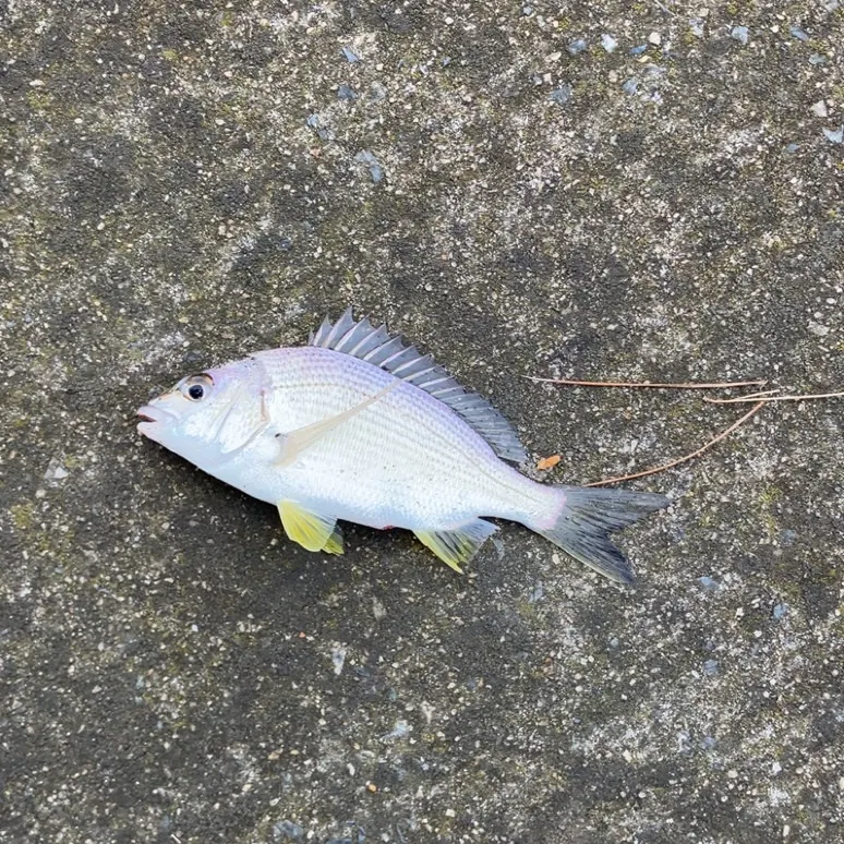 Southern black bream caught on Fishbrain