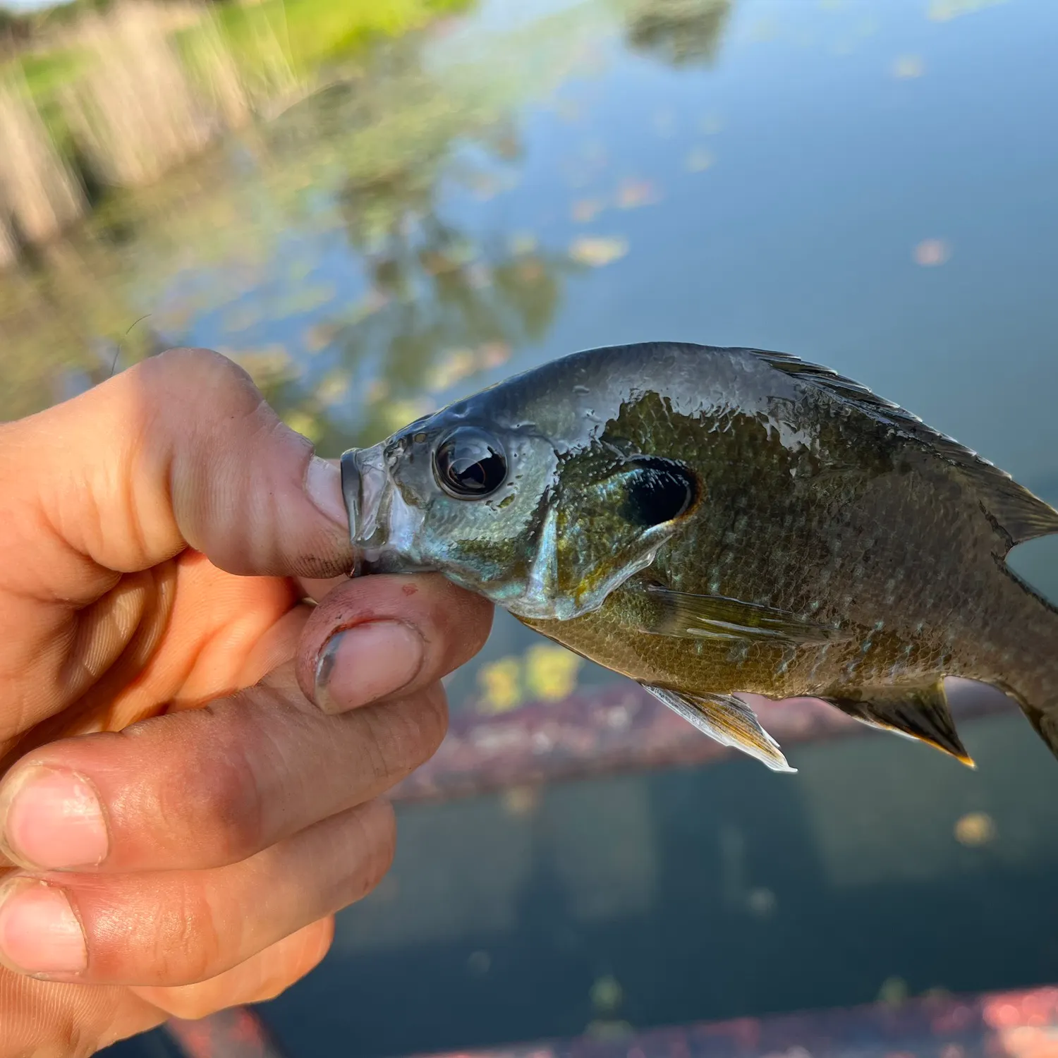 Greengill hybrid caught on Fishbrain