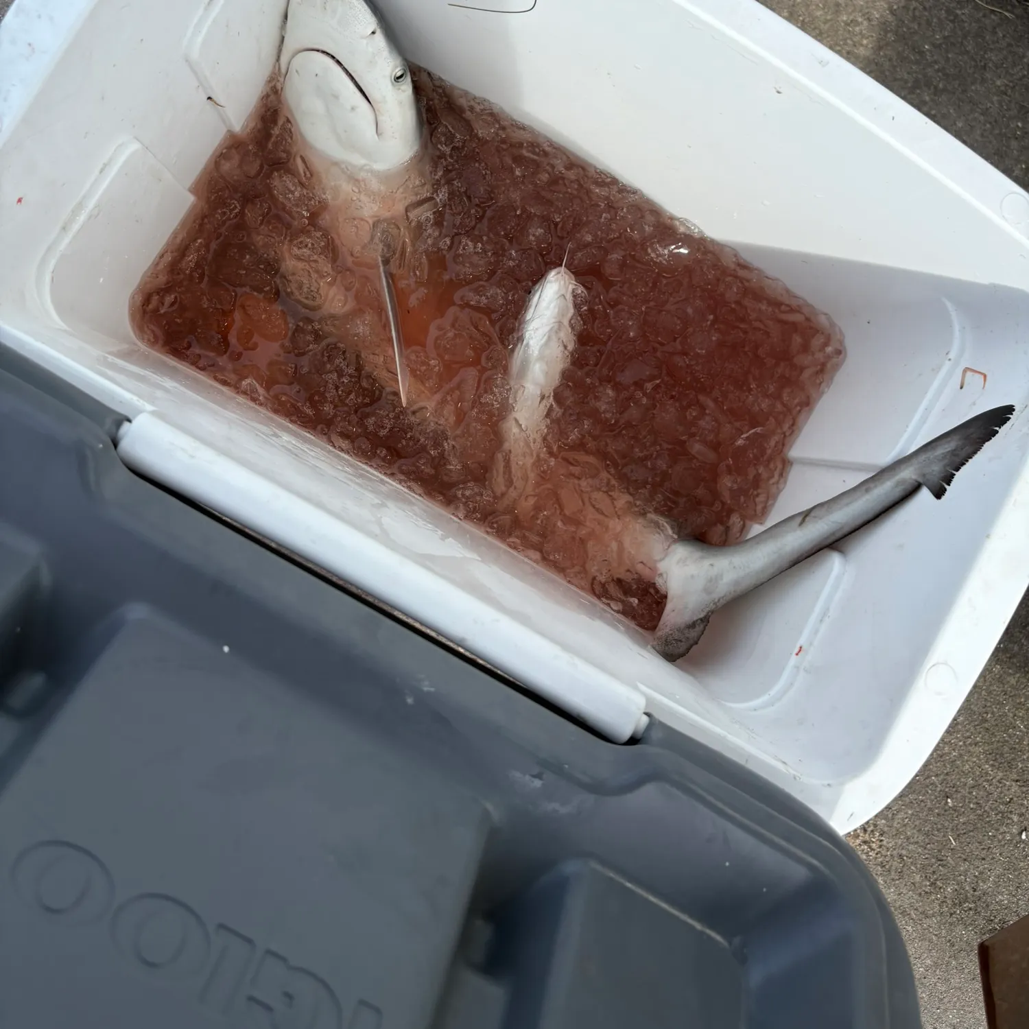 Blacktip shark caught on Fishbrain