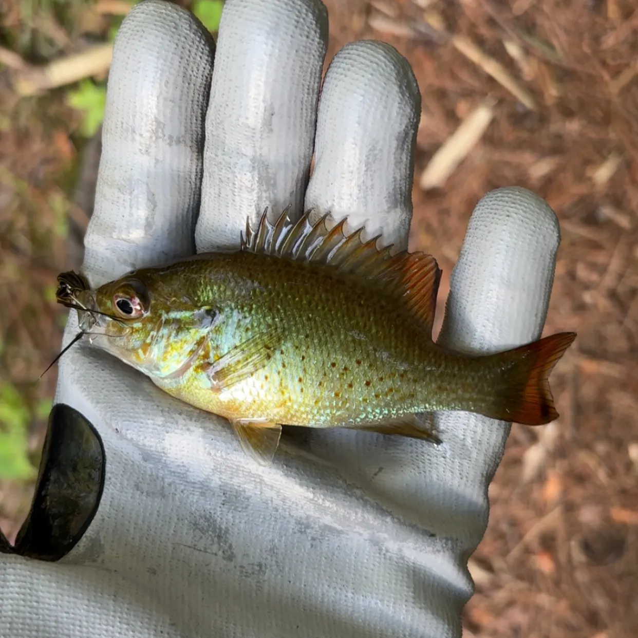 Redbreast sunfish caught on Fishbrain