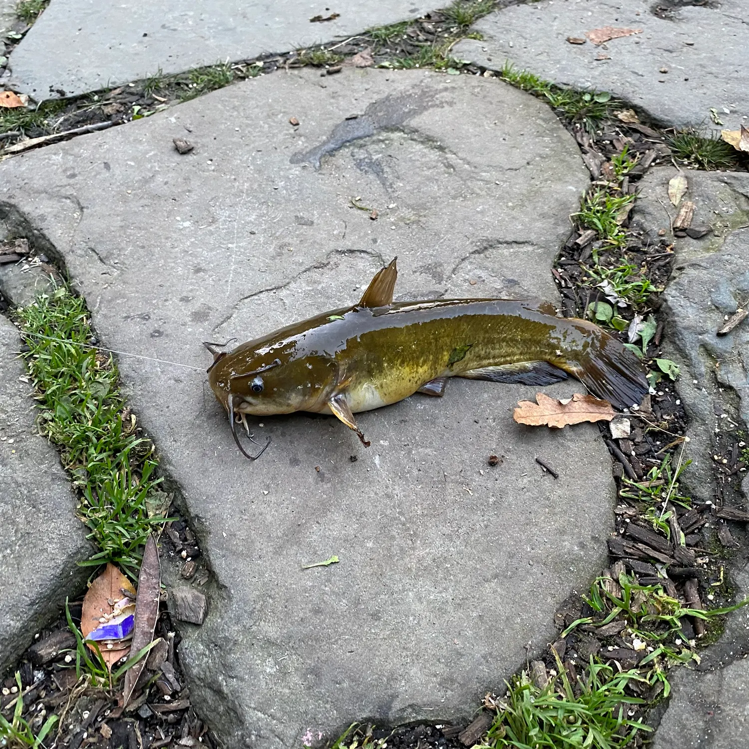Yellow bullhead caught on Fishbrain