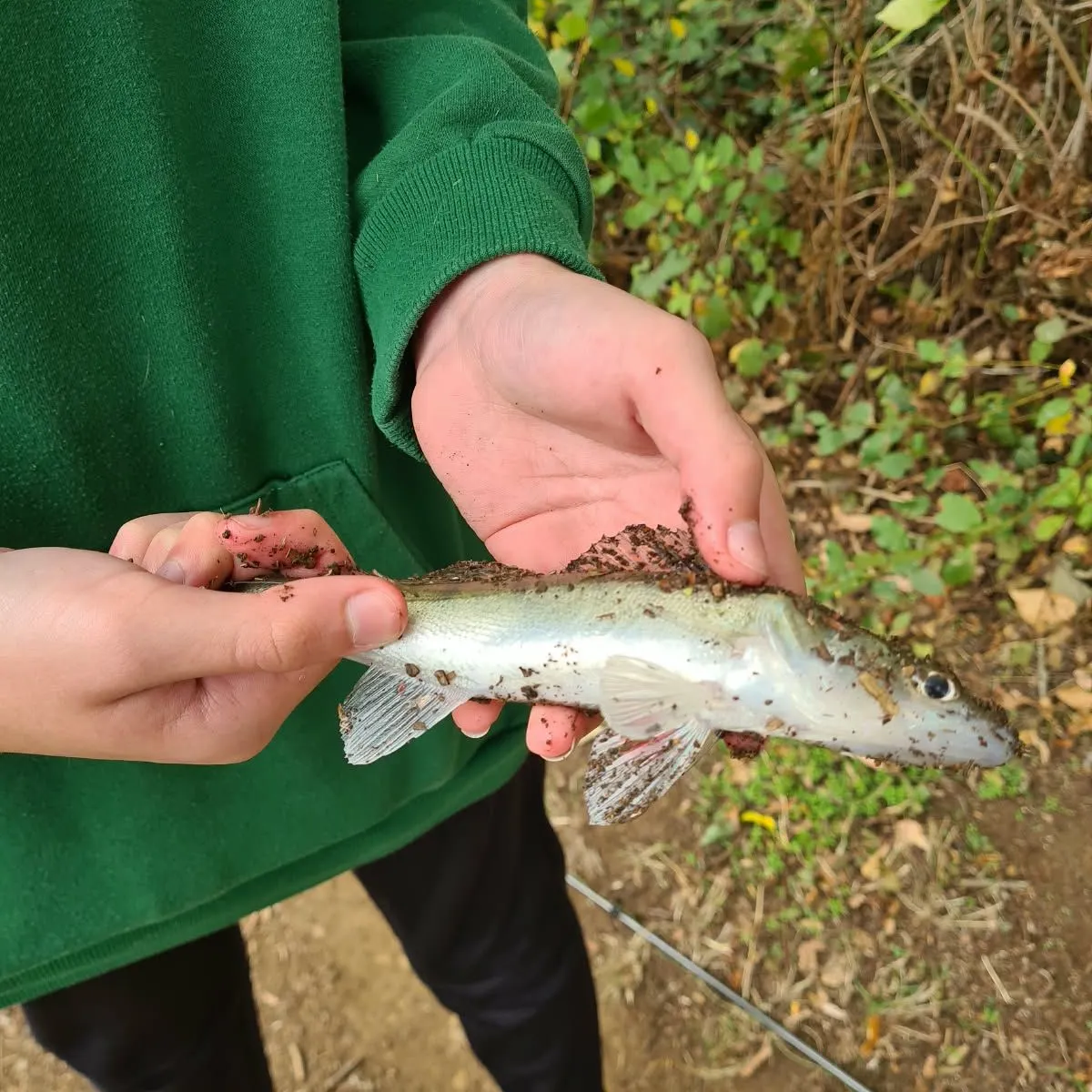 Zander caught on Fishbrain