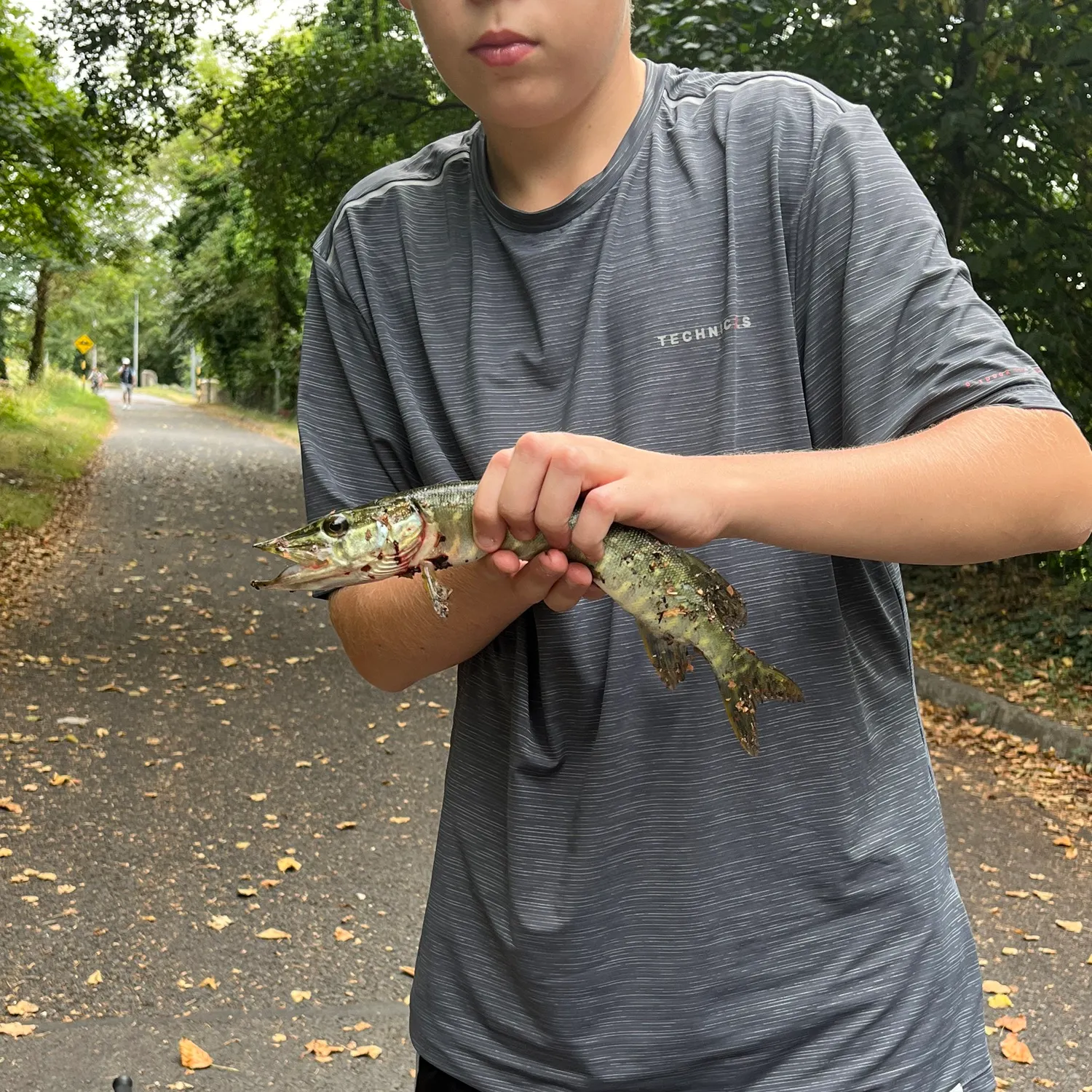 Northern pike caught on Fishbrain