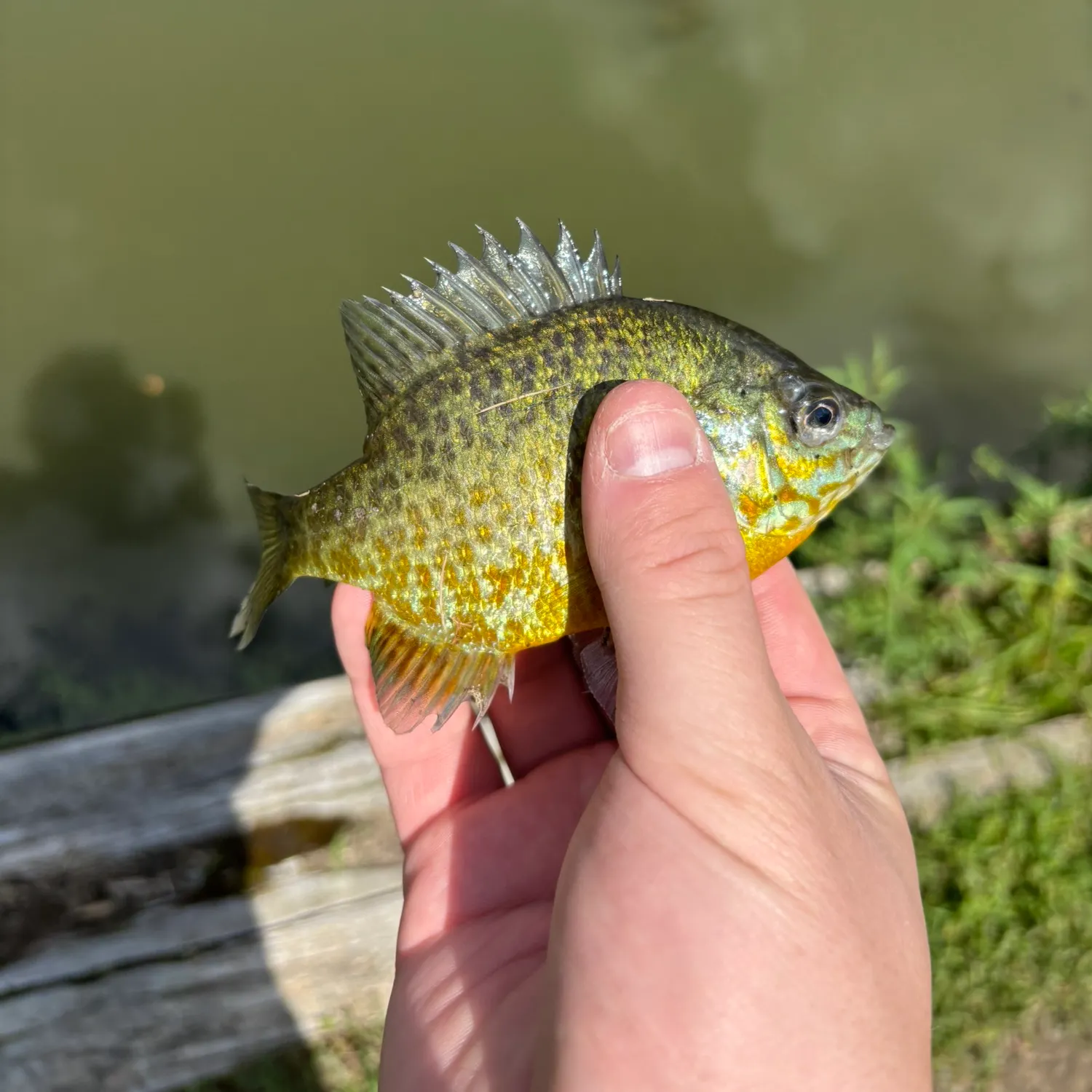 Pumpkinseed caught on Fishbrain