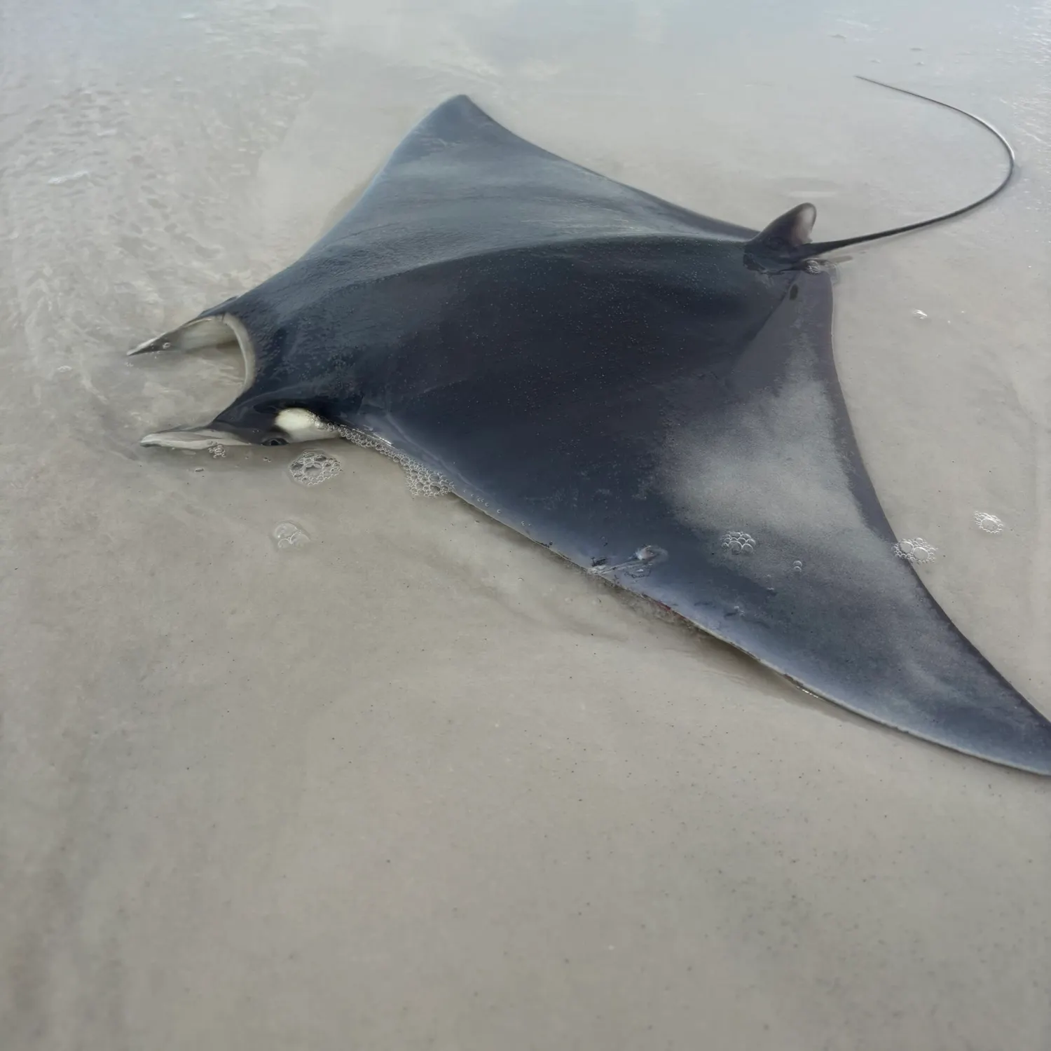 The most recent Lesser devil ray catches on Fishbrain