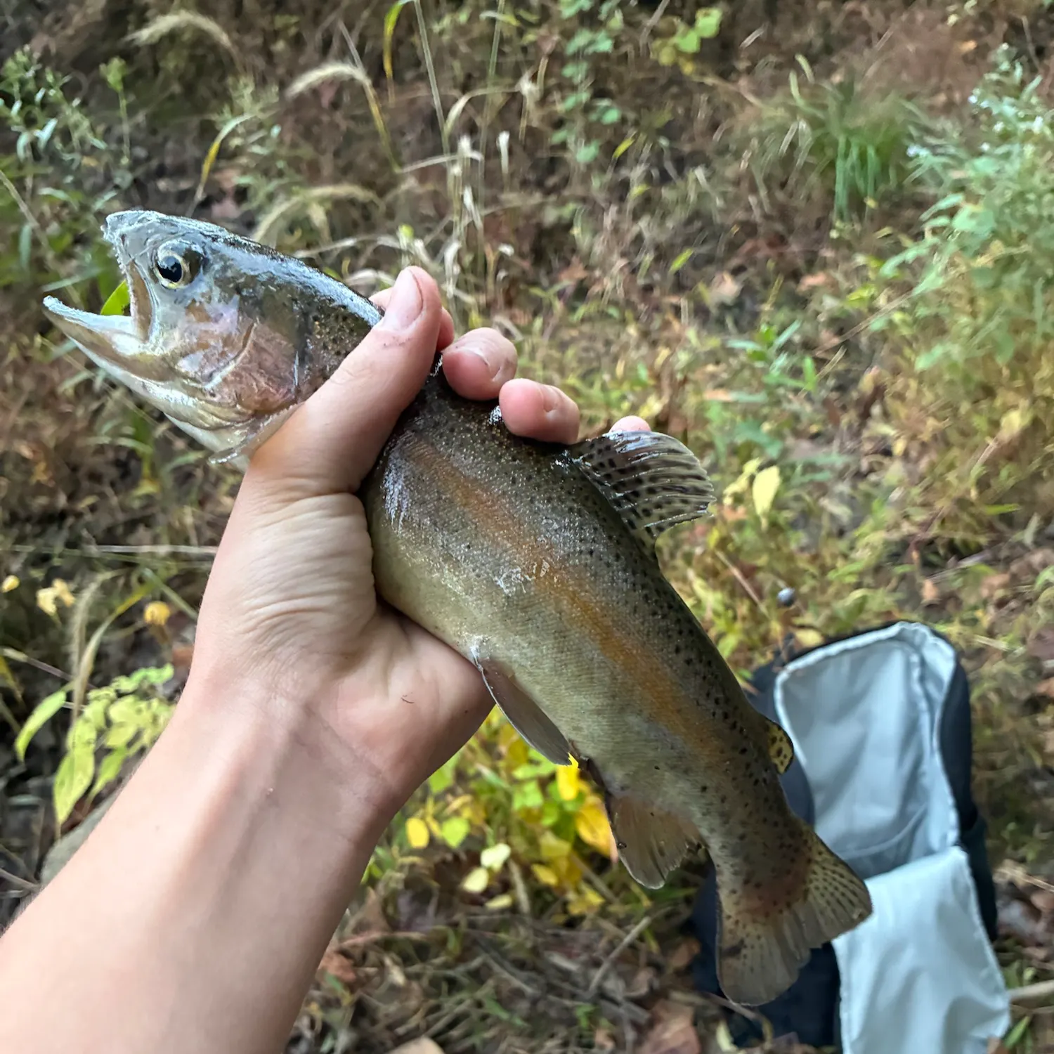 Rainbow trout caught on Fishbrain