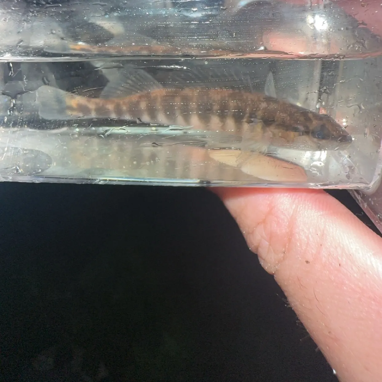 The most recent Banded darter catches on Fishbrain