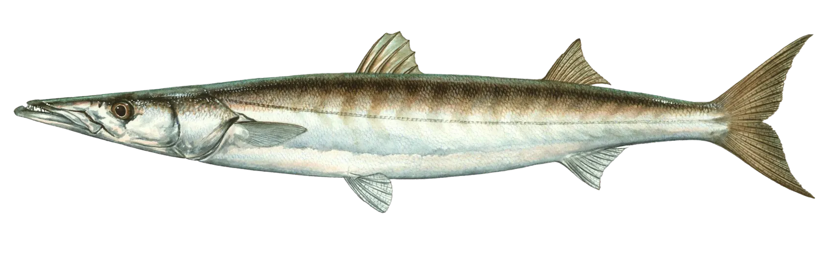 Pacific barracuda