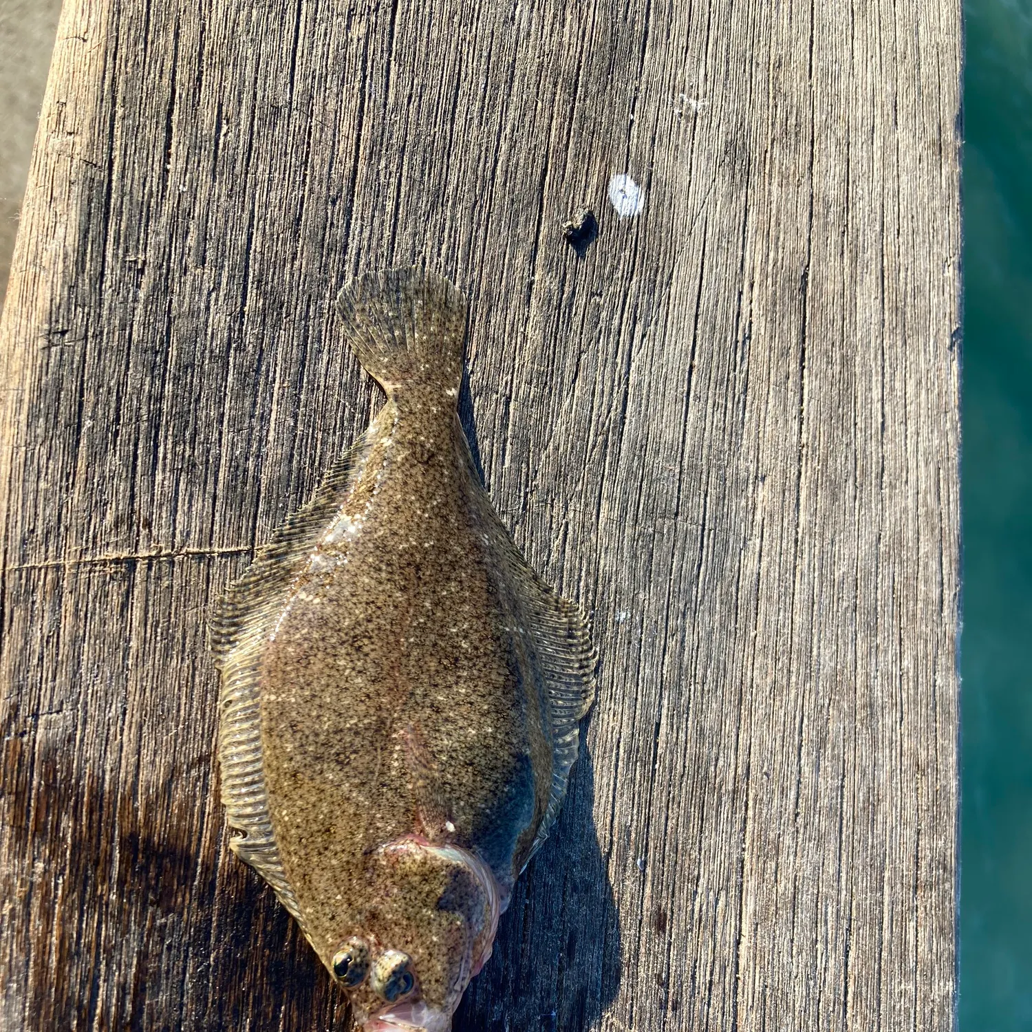 The most recent Speckled sanddab catches on Fishbrain