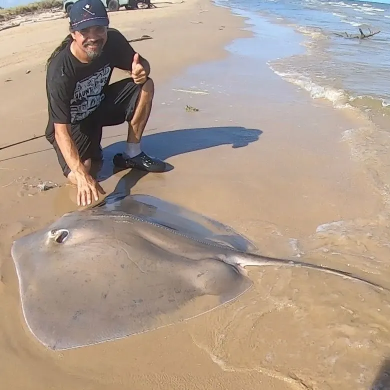 The most recent Southern stingray catches on Fishbrain