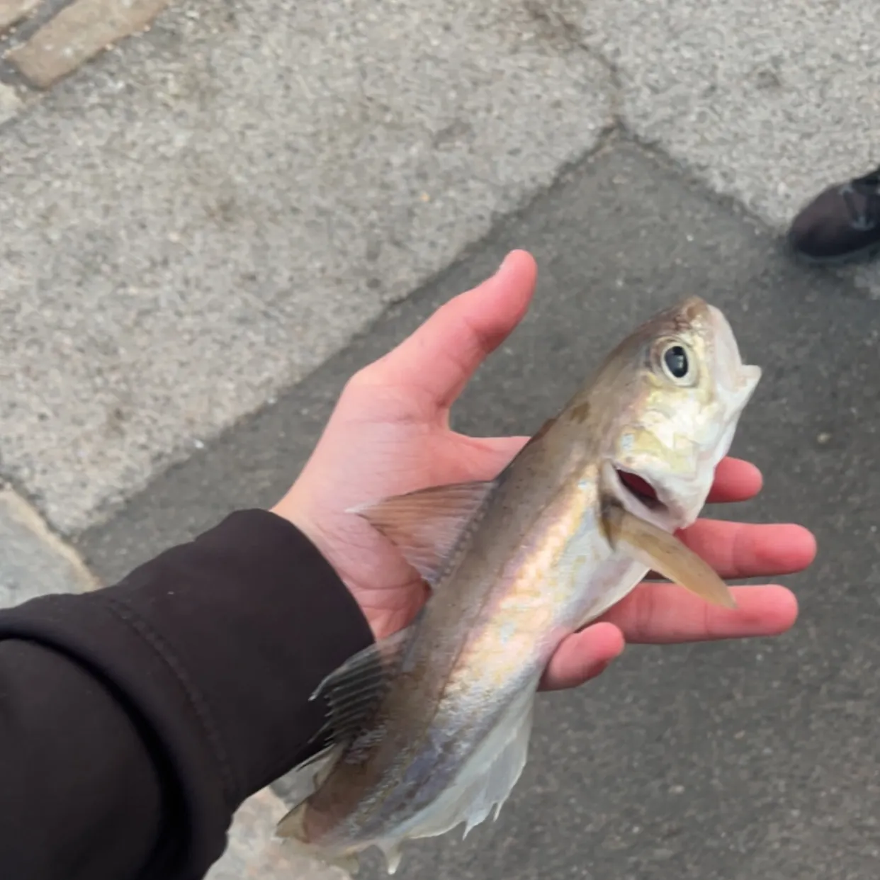 Whiting caught on Fishbrain