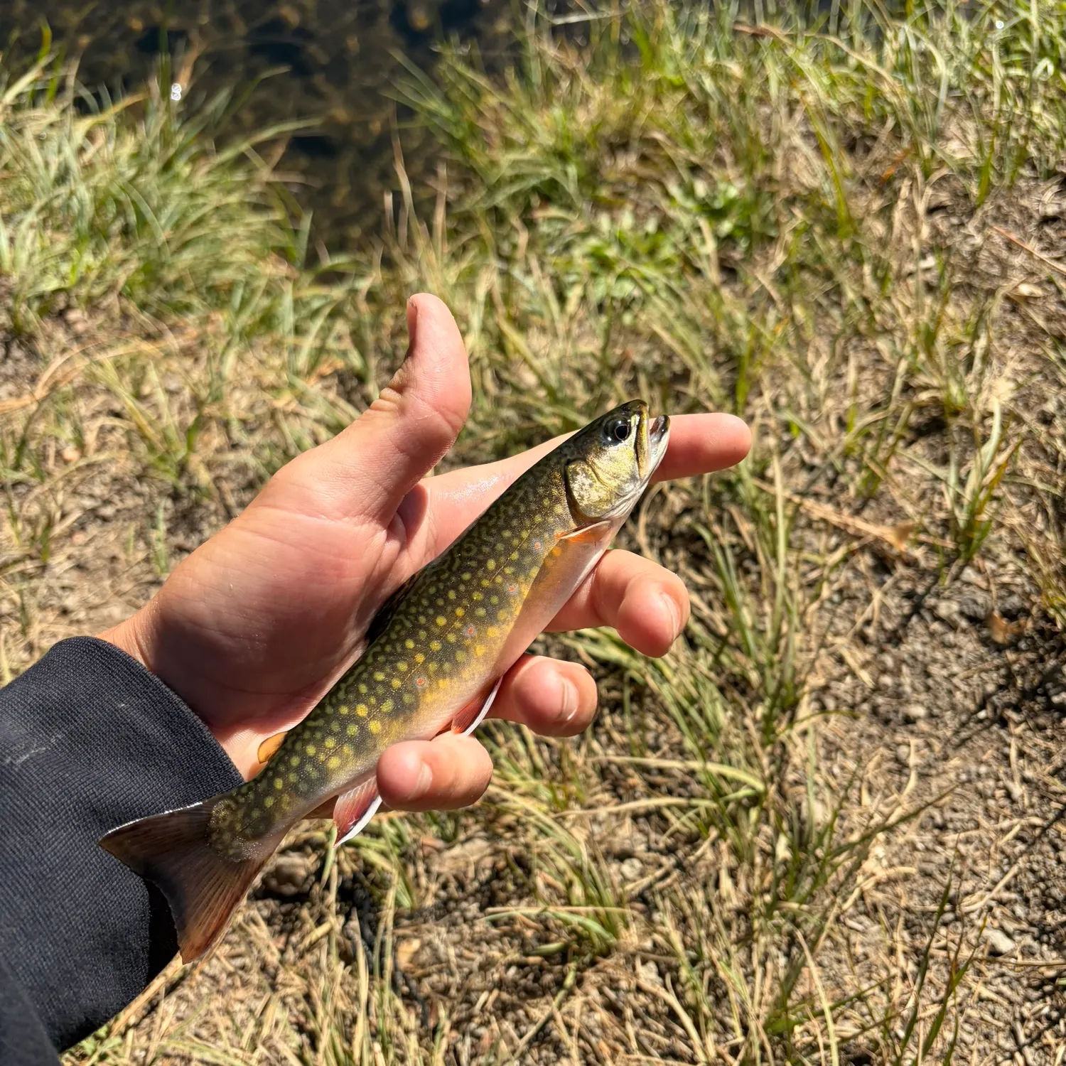 Brook trout caught on Fishbrain